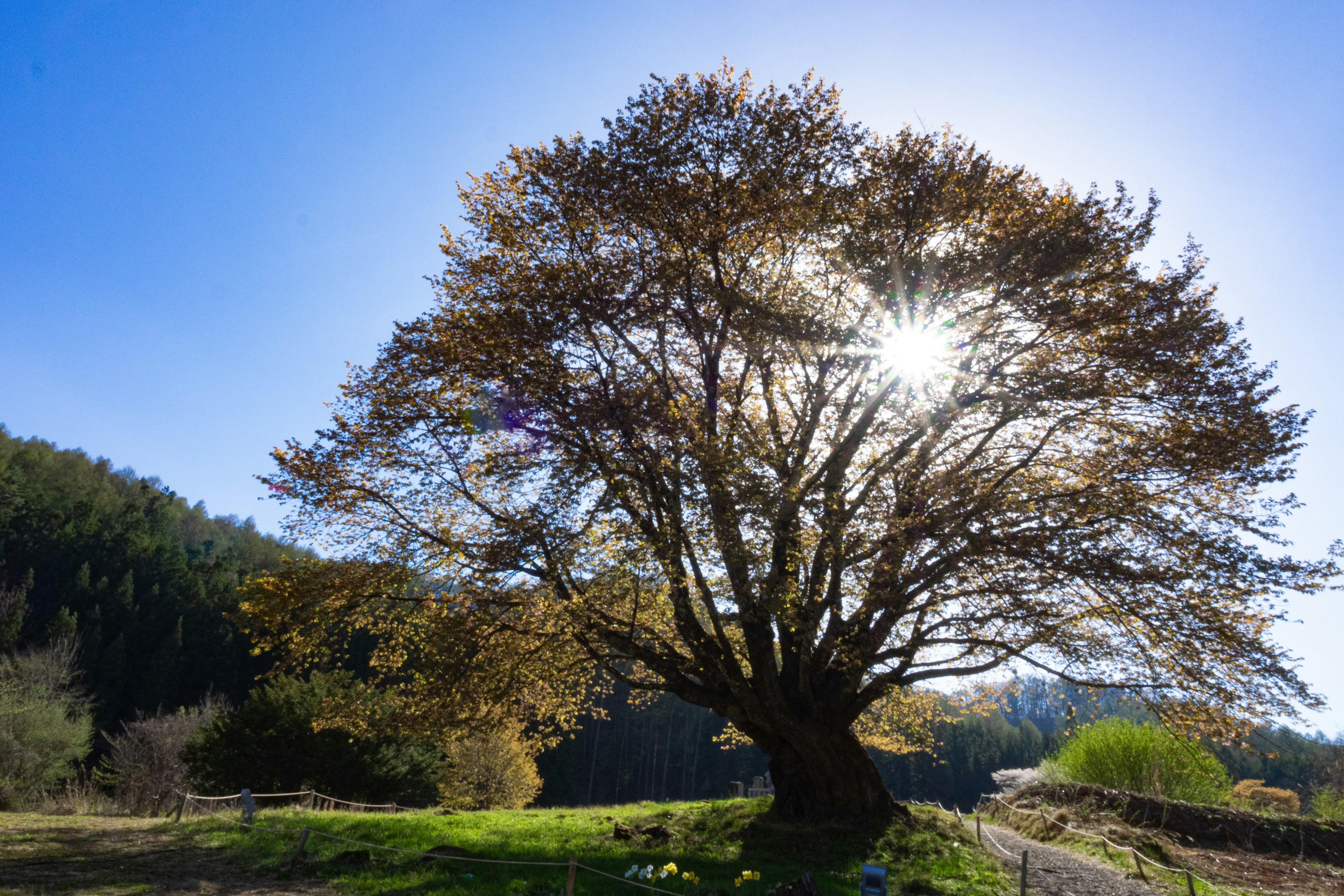 Grande albero con sole che brilla attraverso i suoi rami contro un cielo blu chiaro