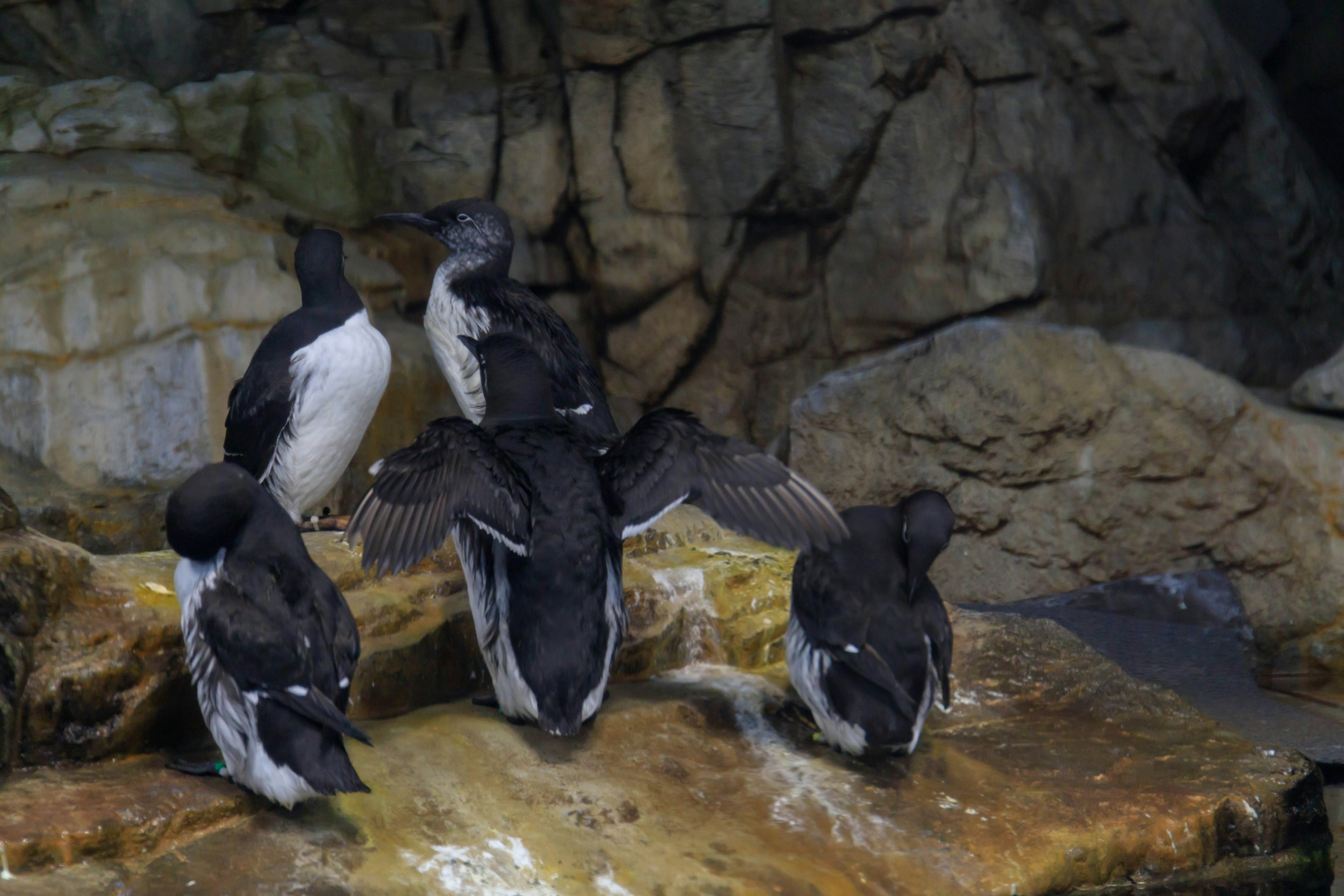 A group of seabirds gathered on a rocky surface