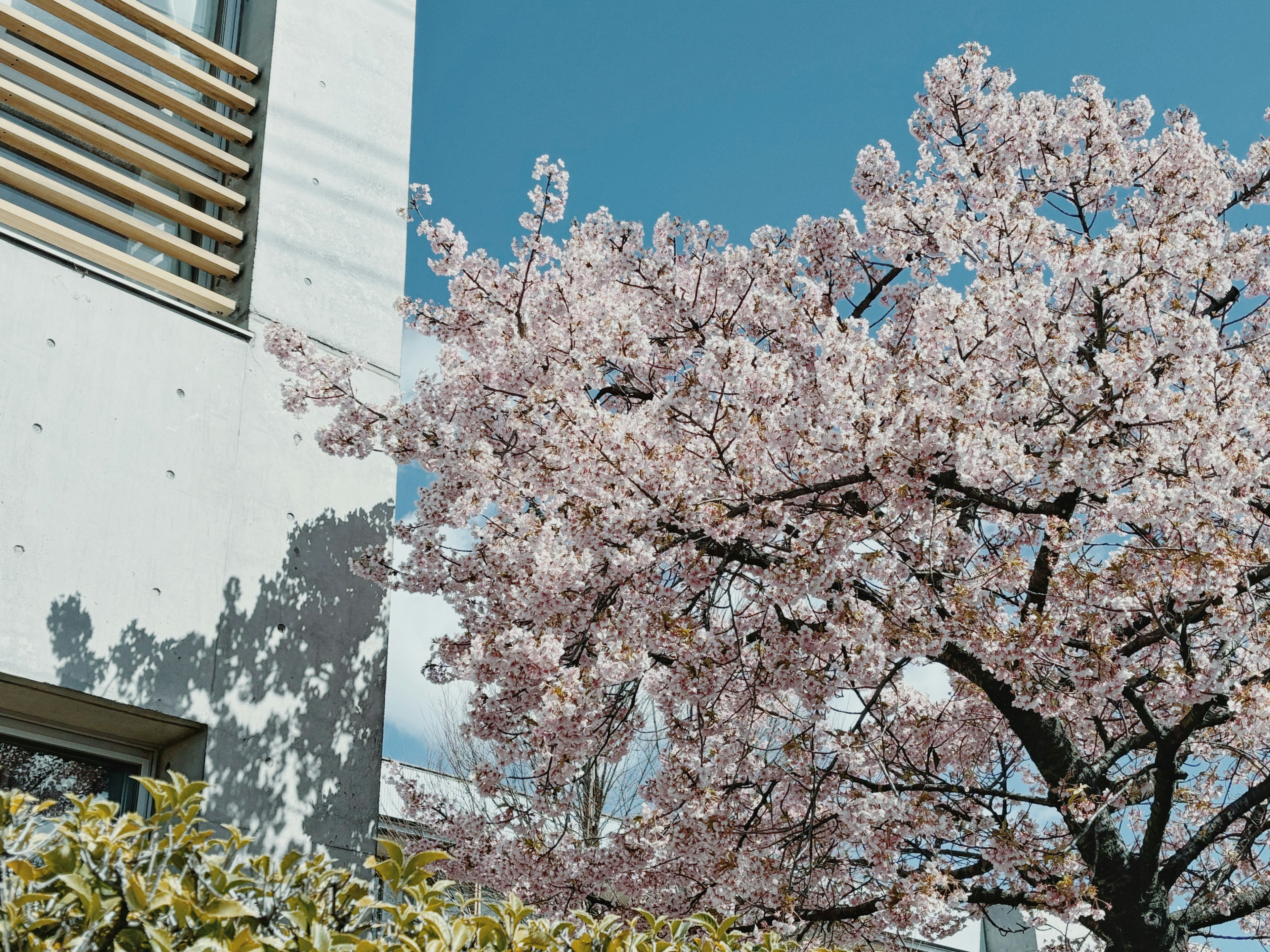 Albero di ciliegio in fiore in primavera accanto a un edificio moderno bianco sotto un cielo blu