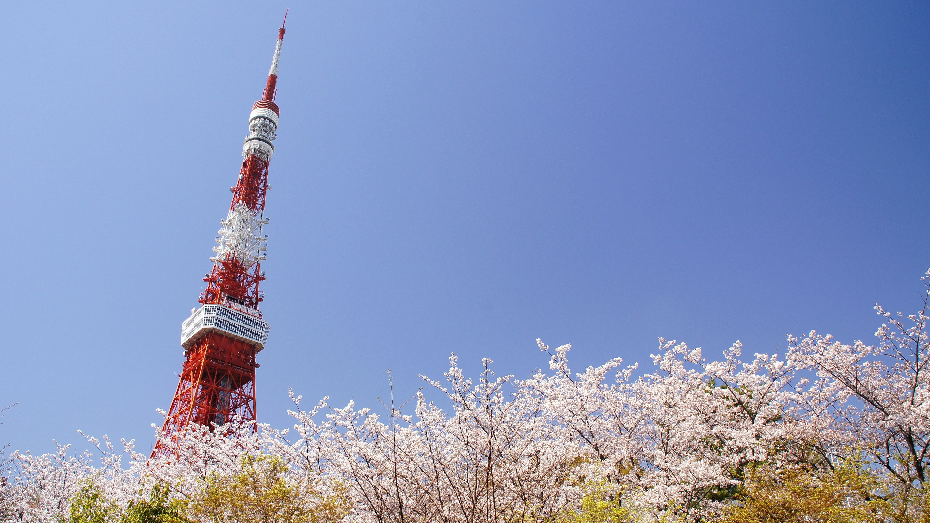 Tokyo Tower umgeben von Kirschblüten unter einem blauen Himmel