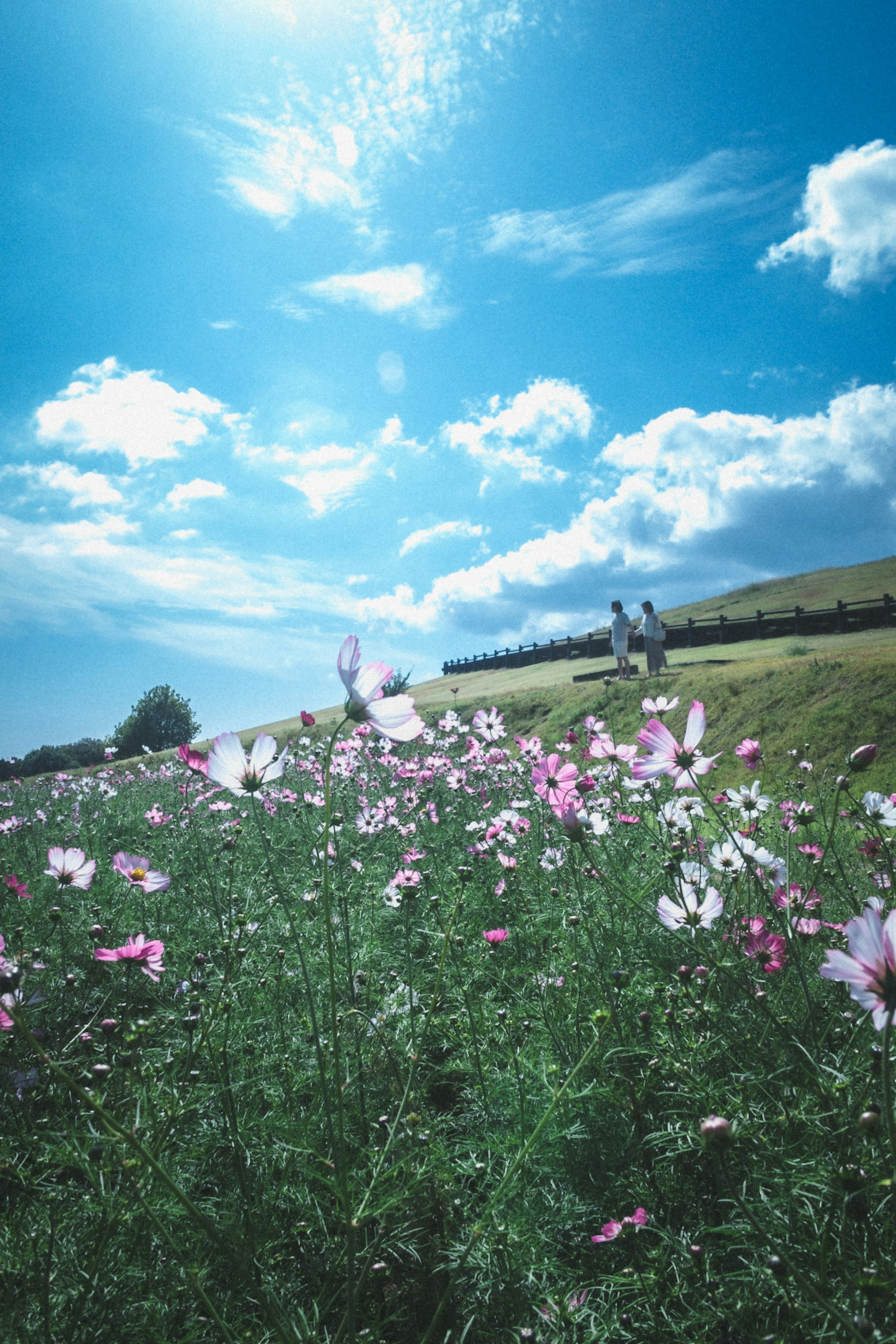 Bunter Blumenfeld unter einem blauen Himmel mit weißen Wolken