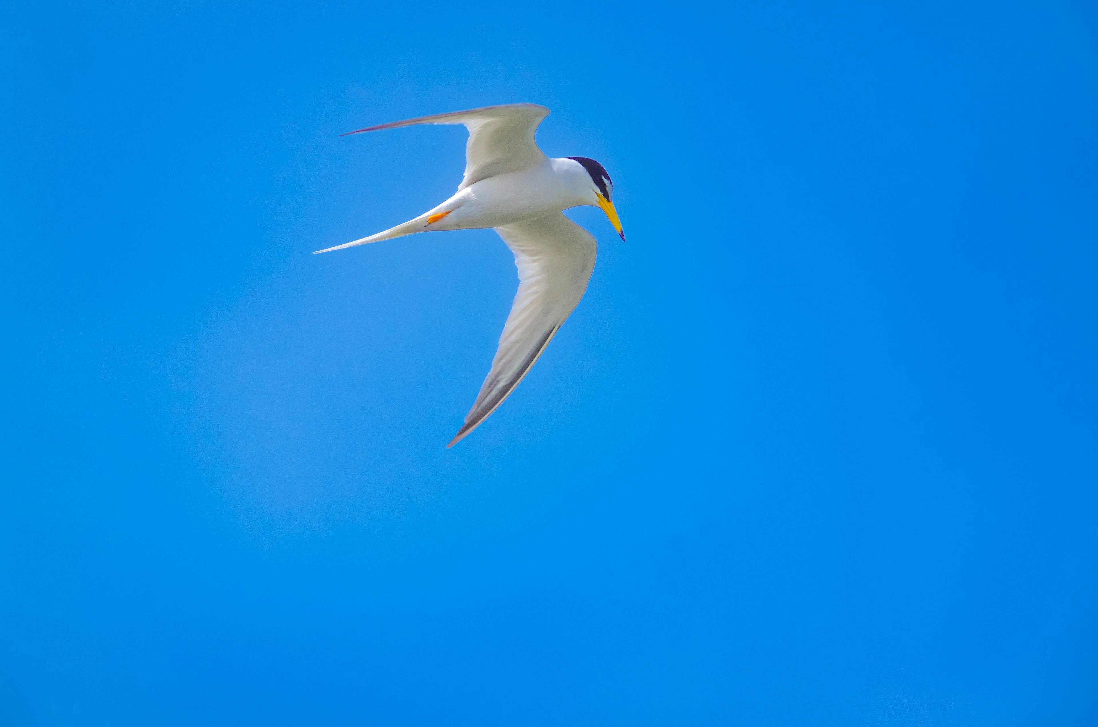 Un ave blanca vibrante volando contra un cielo azul