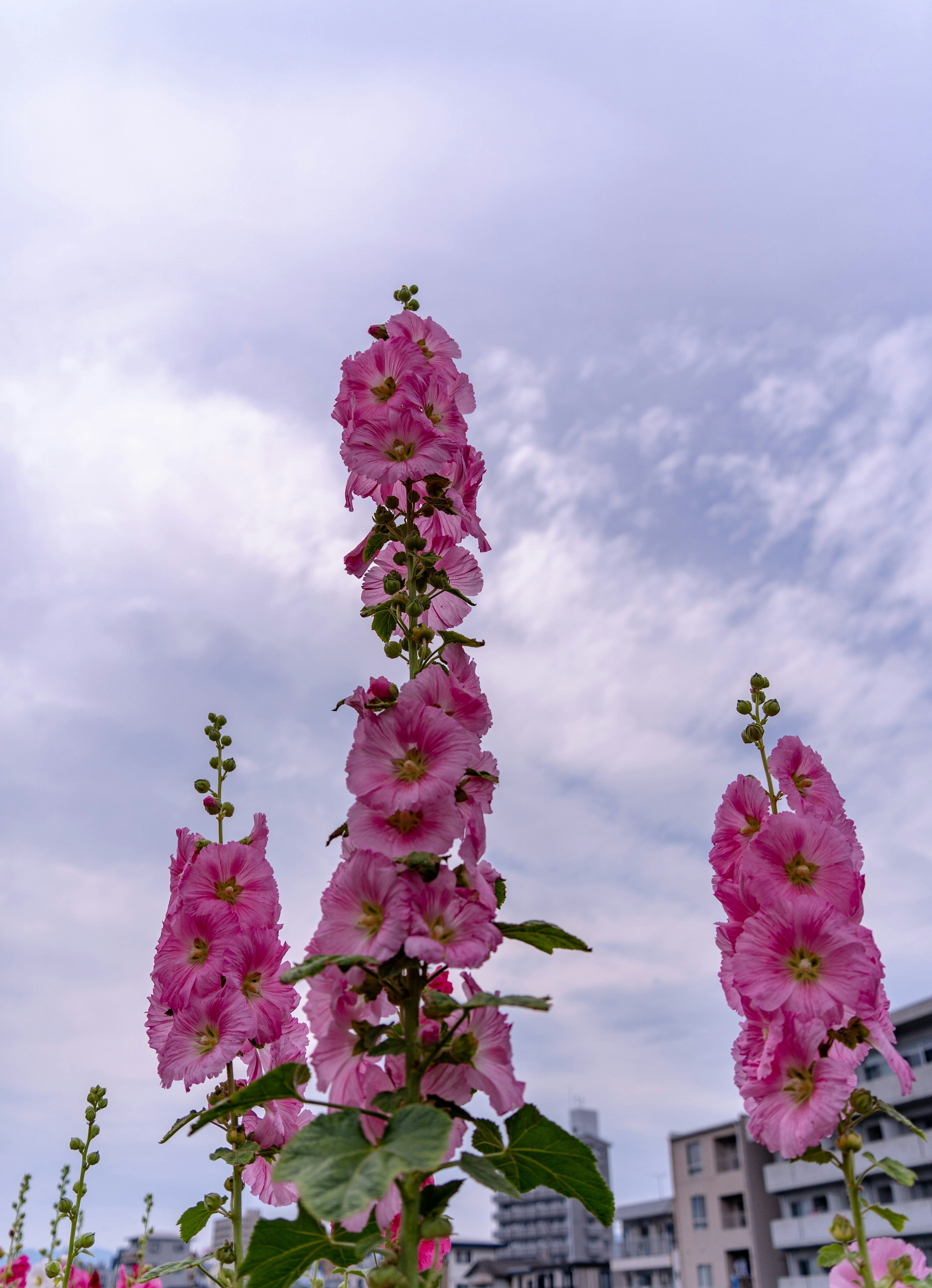 Altas flores de malva rosa contra un cielo nublado