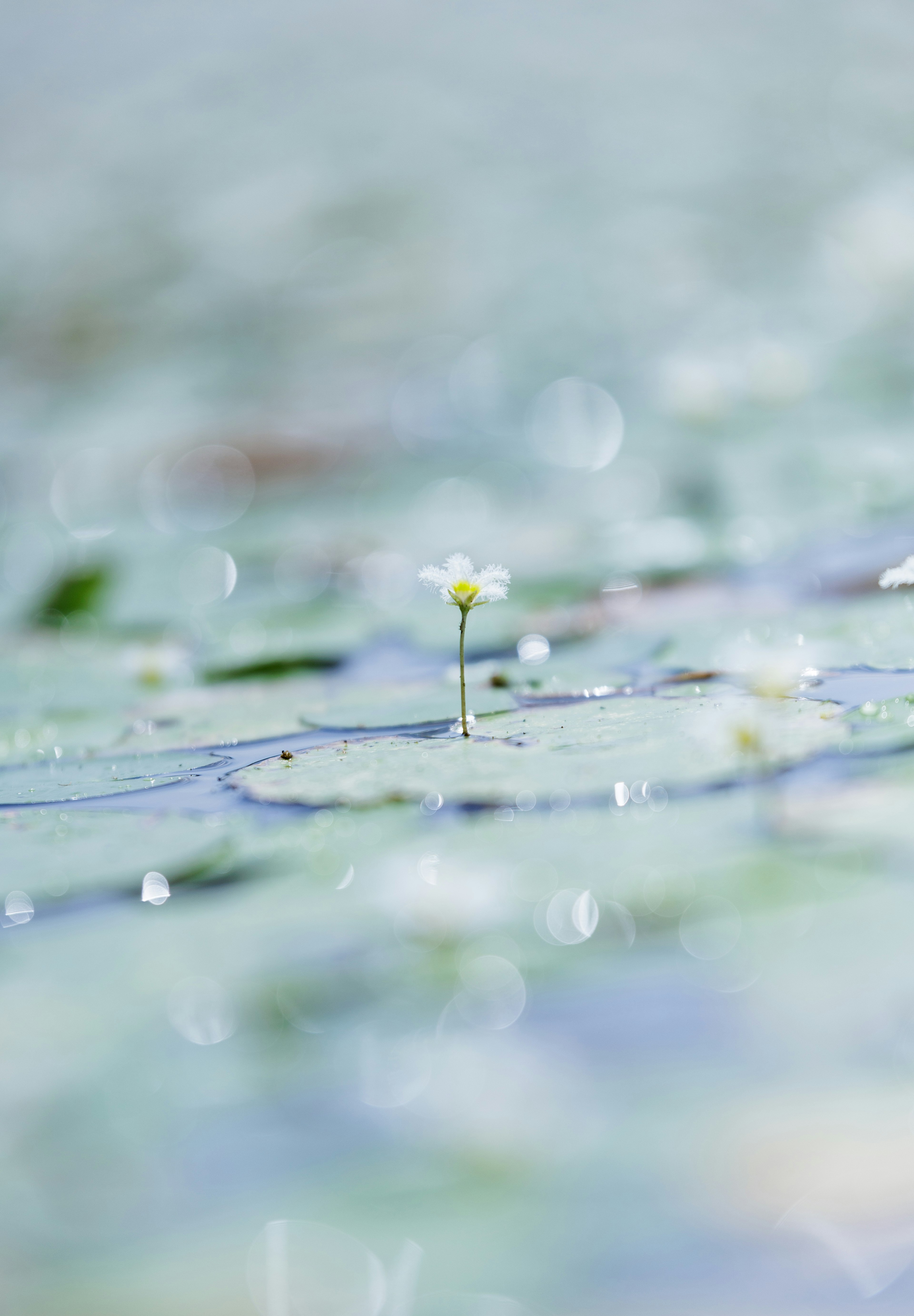 Kleine weiße Blume auf einem Seerosenblatt mit sanftem blauen Hintergrund