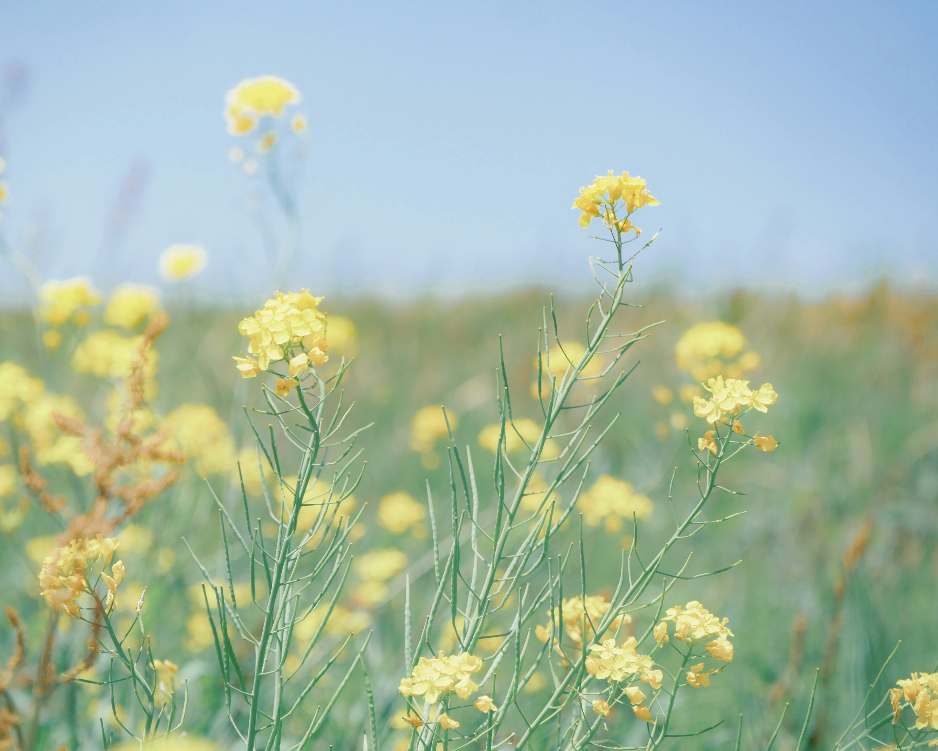 Champ de fleurs jaunes sous un ciel bleu