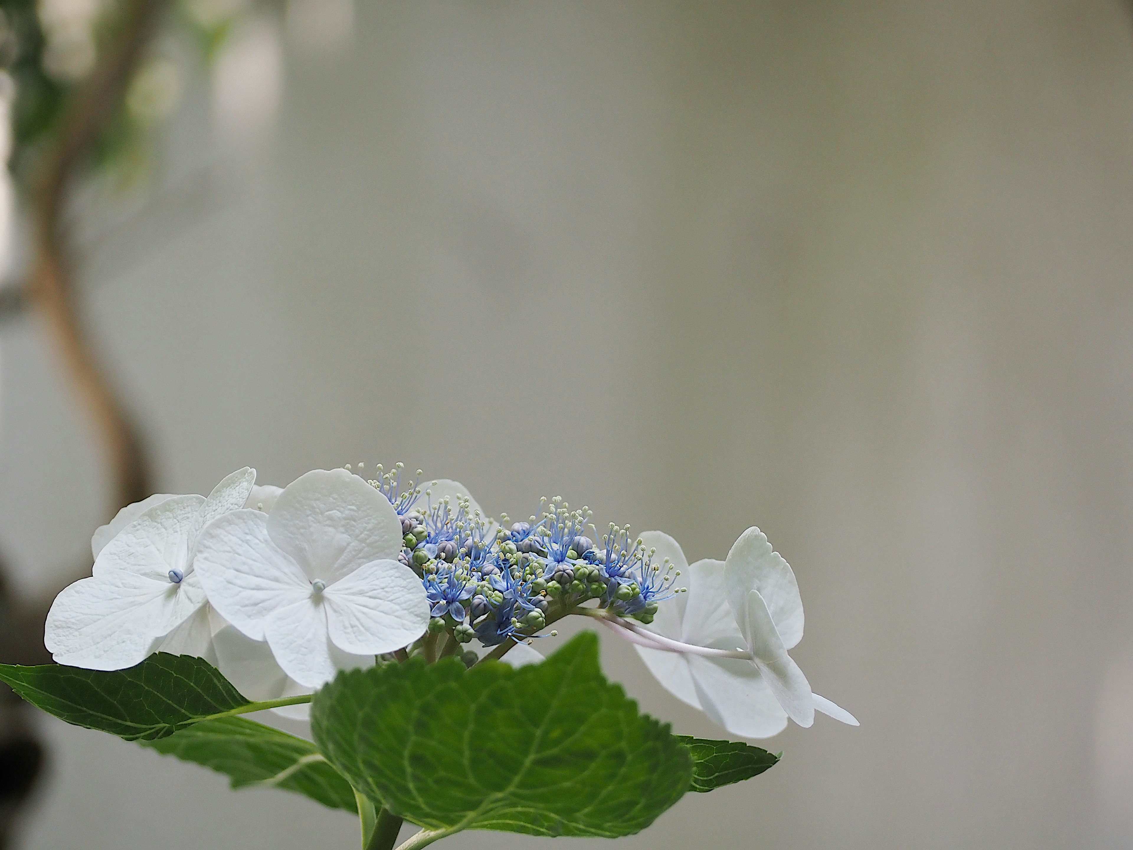 Image of white hydrangea flowers with green leaves