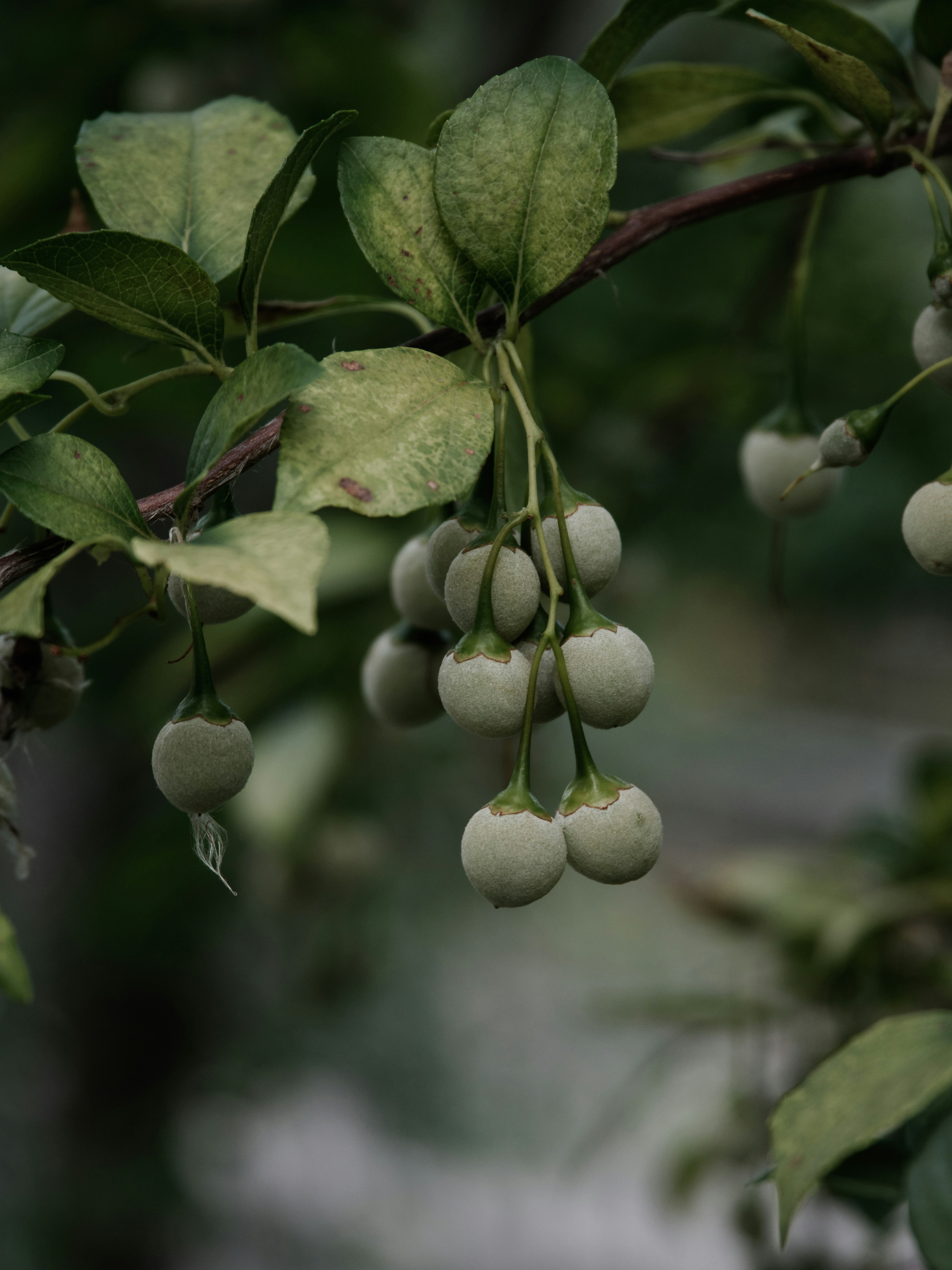 Branche avec des feuilles vertes et des grappes de petits fruits blancs