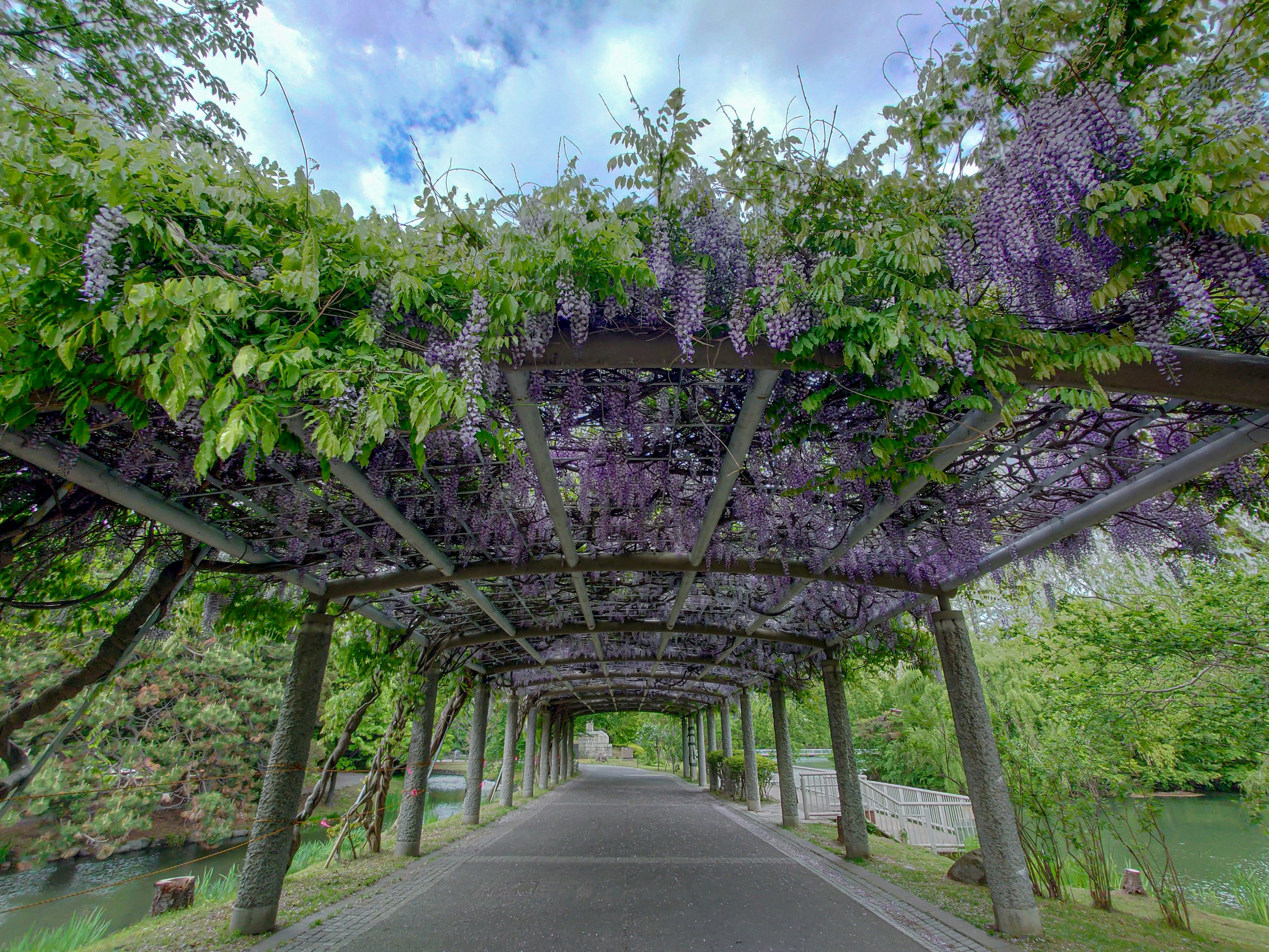 紫色の藤の花が咲く緑のトンネルの風景