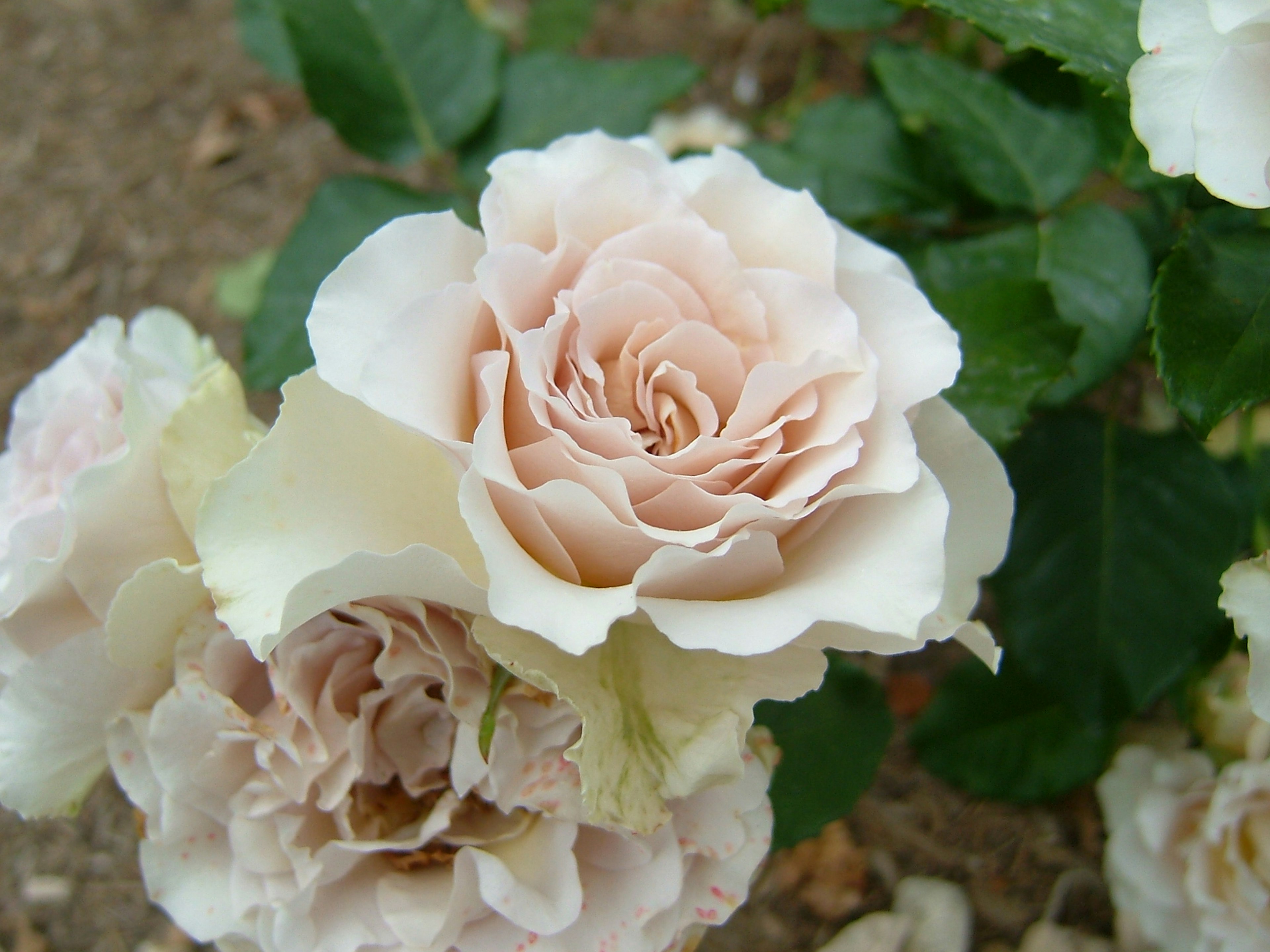 Fioriture di rose rosa chiaro stanno fiorendo