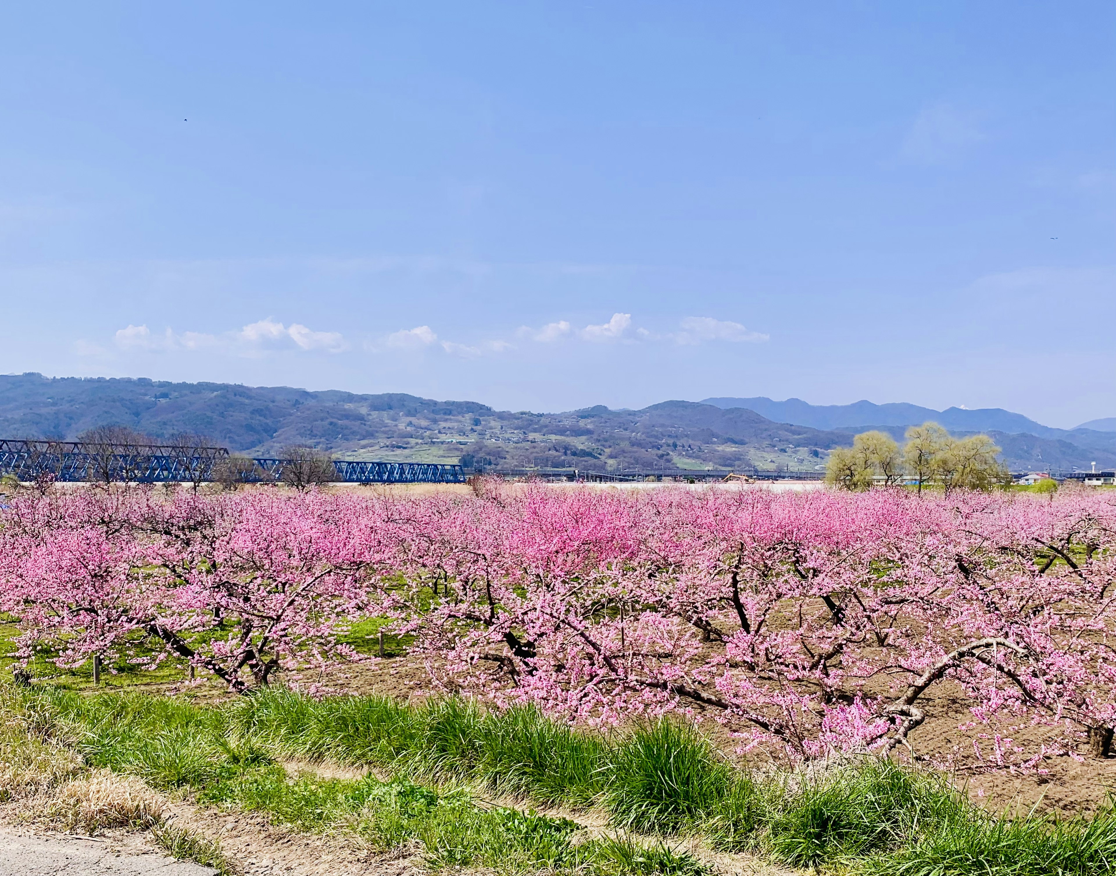 青空の下に広がる桃の花畑と背景の山々