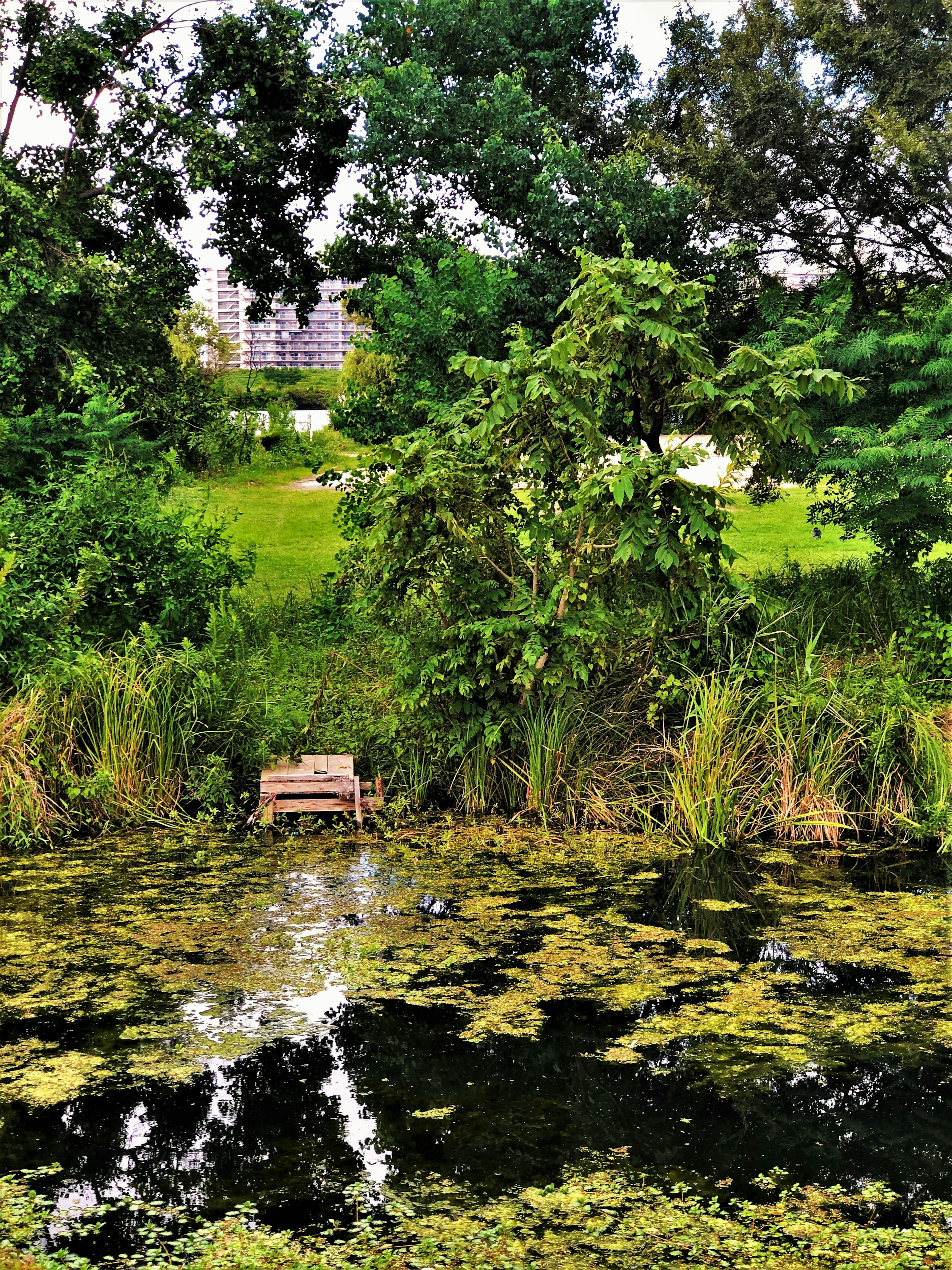 A bench by a tranquil pond surrounded by green trees and reflections on the water