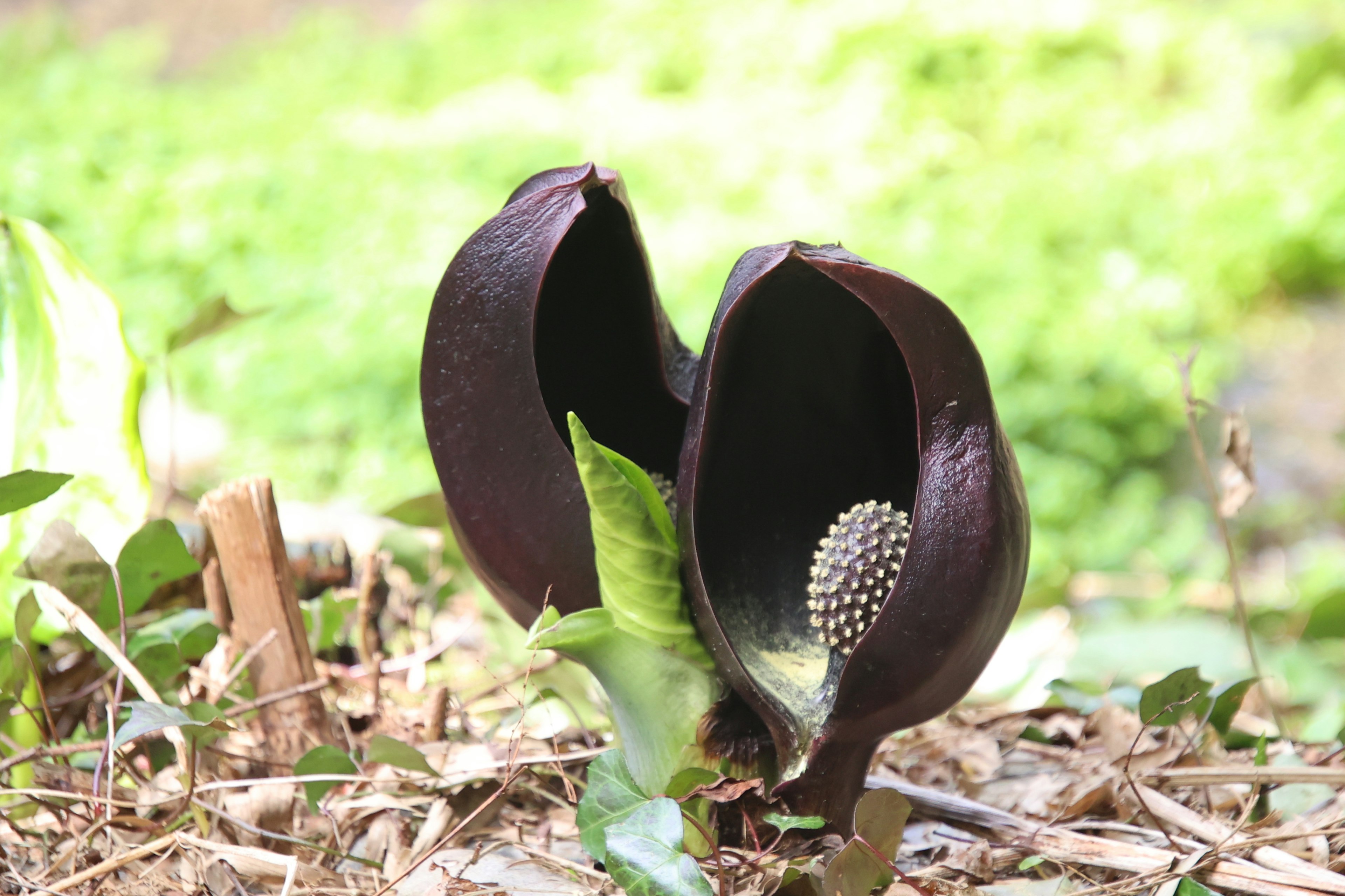 Imagen de una planta única con pétalos oscuros abiertos