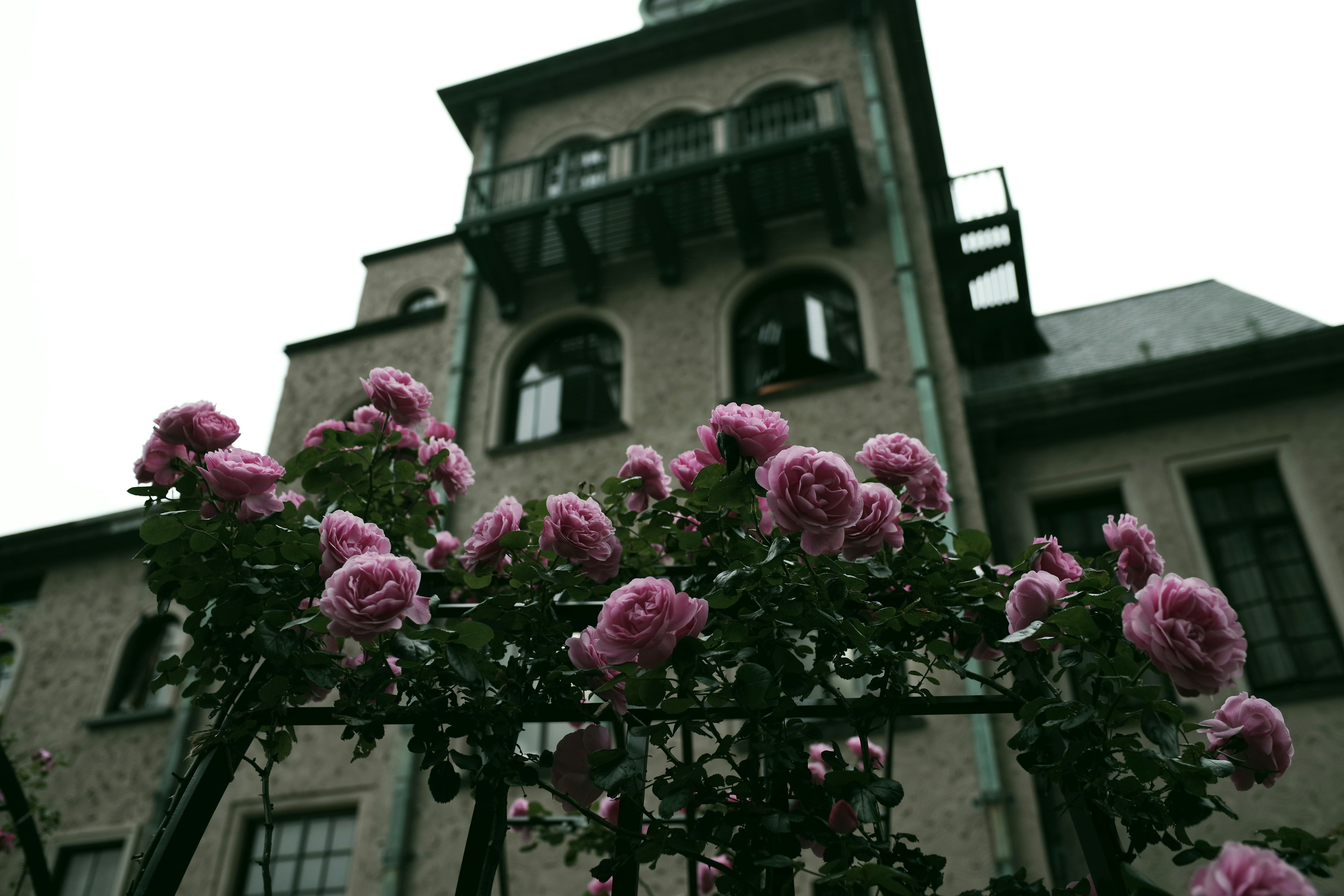 Antiguo edificio bajo un cielo nublado con flores de rosa rosa