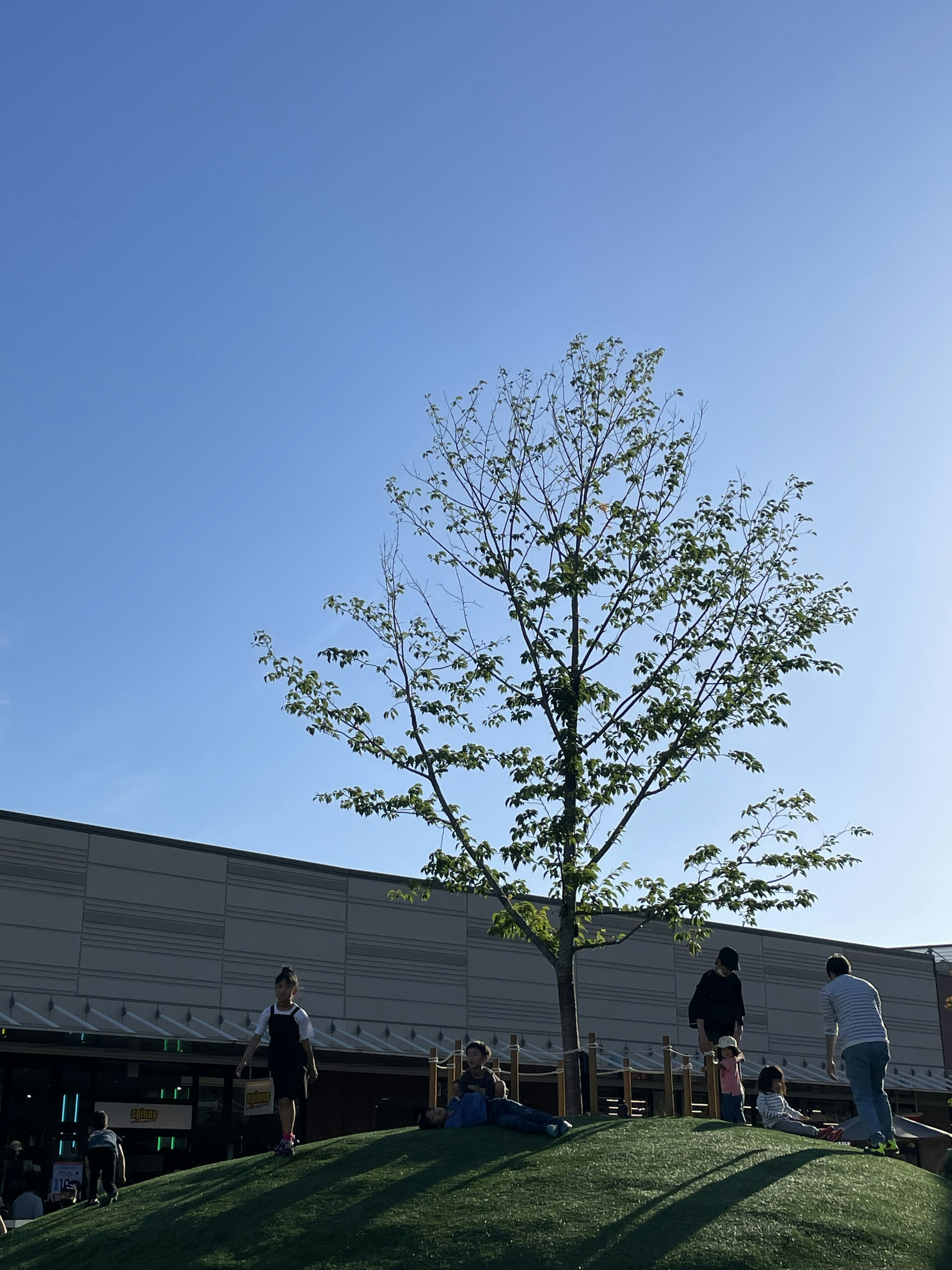 Un arbre sous un ciel bleu avec des personnes rassemblées autour