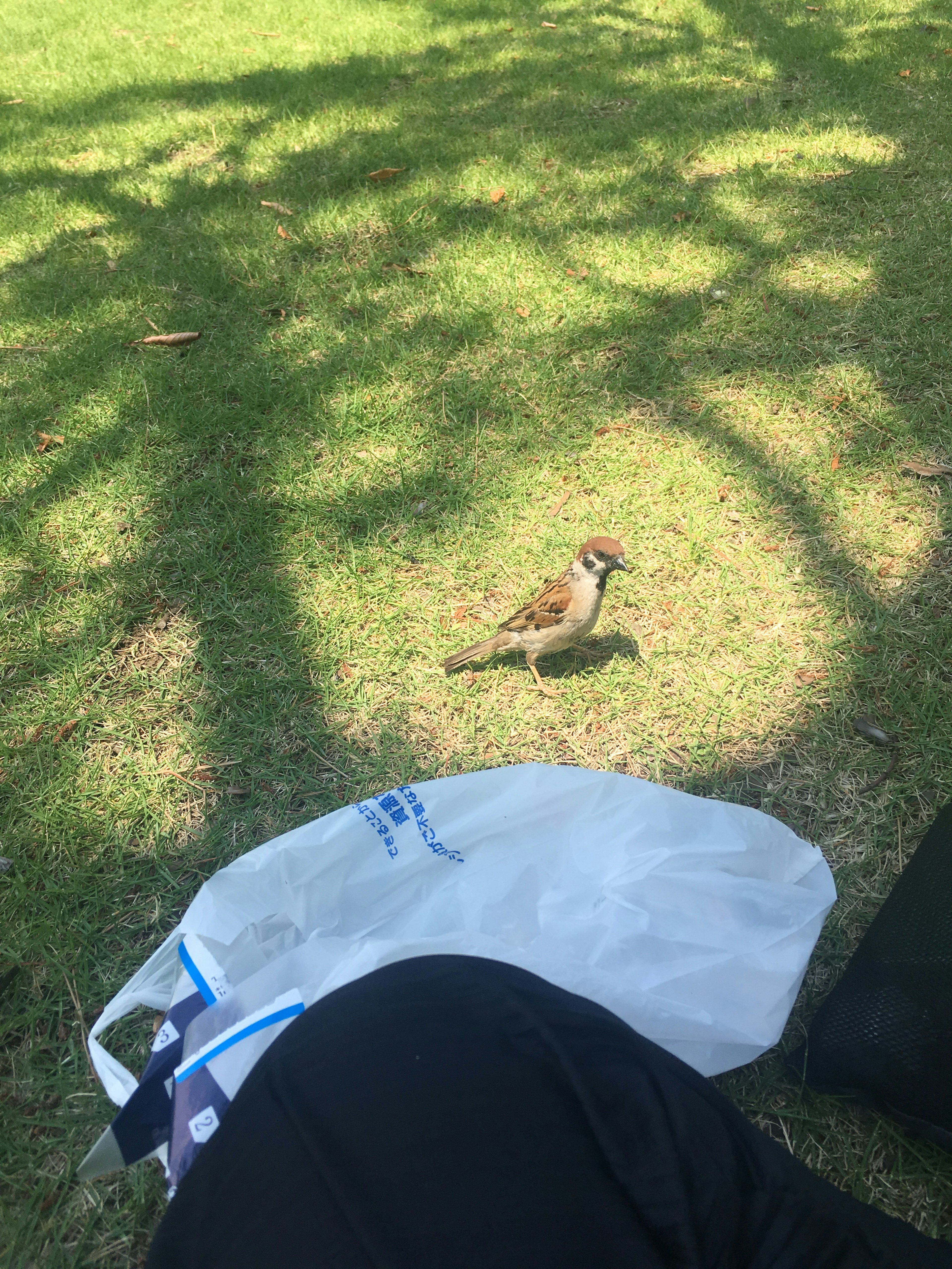 A small bird on the grass near a person's bag and leg