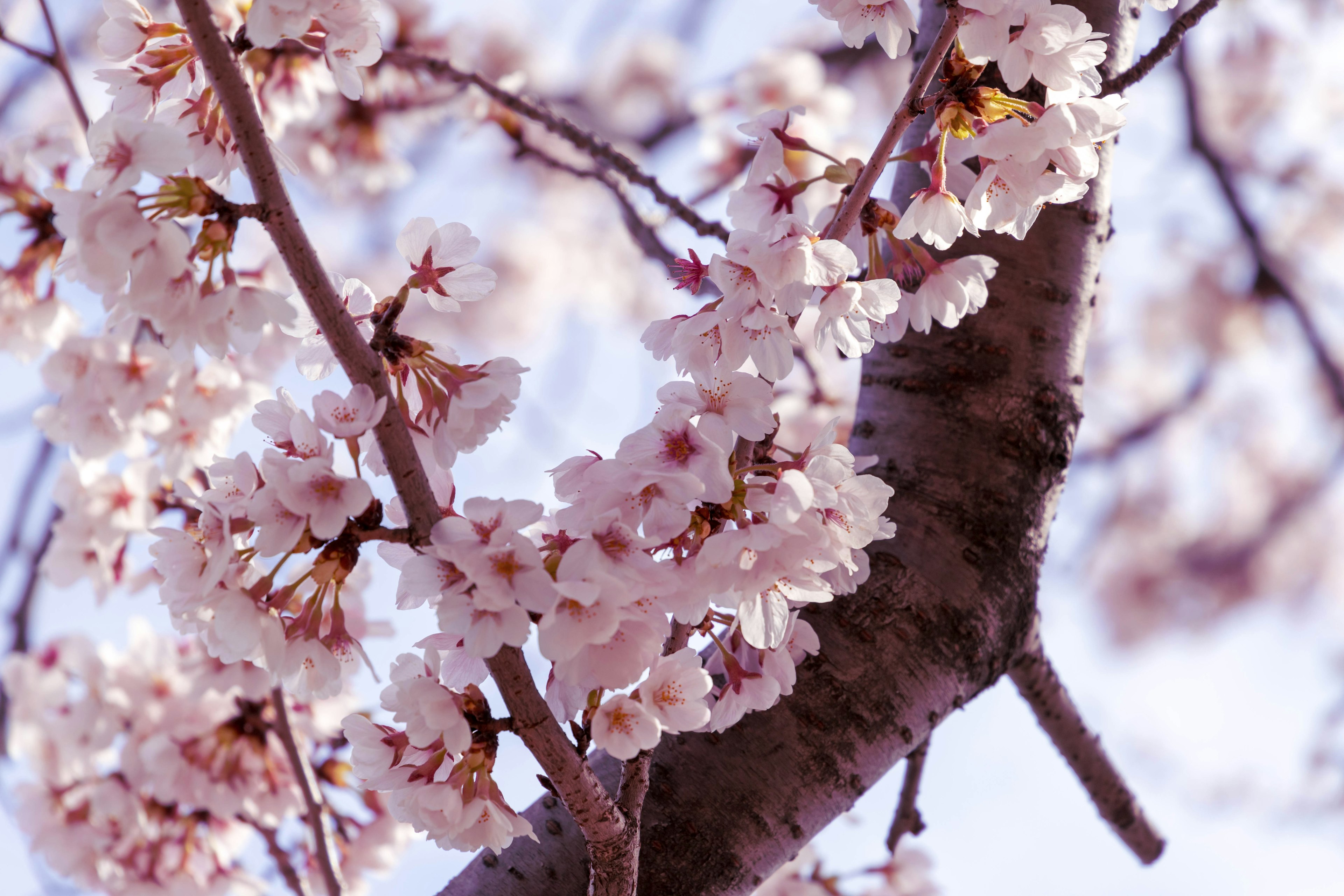 桜の花が咲いている木の枝のクローズアップ