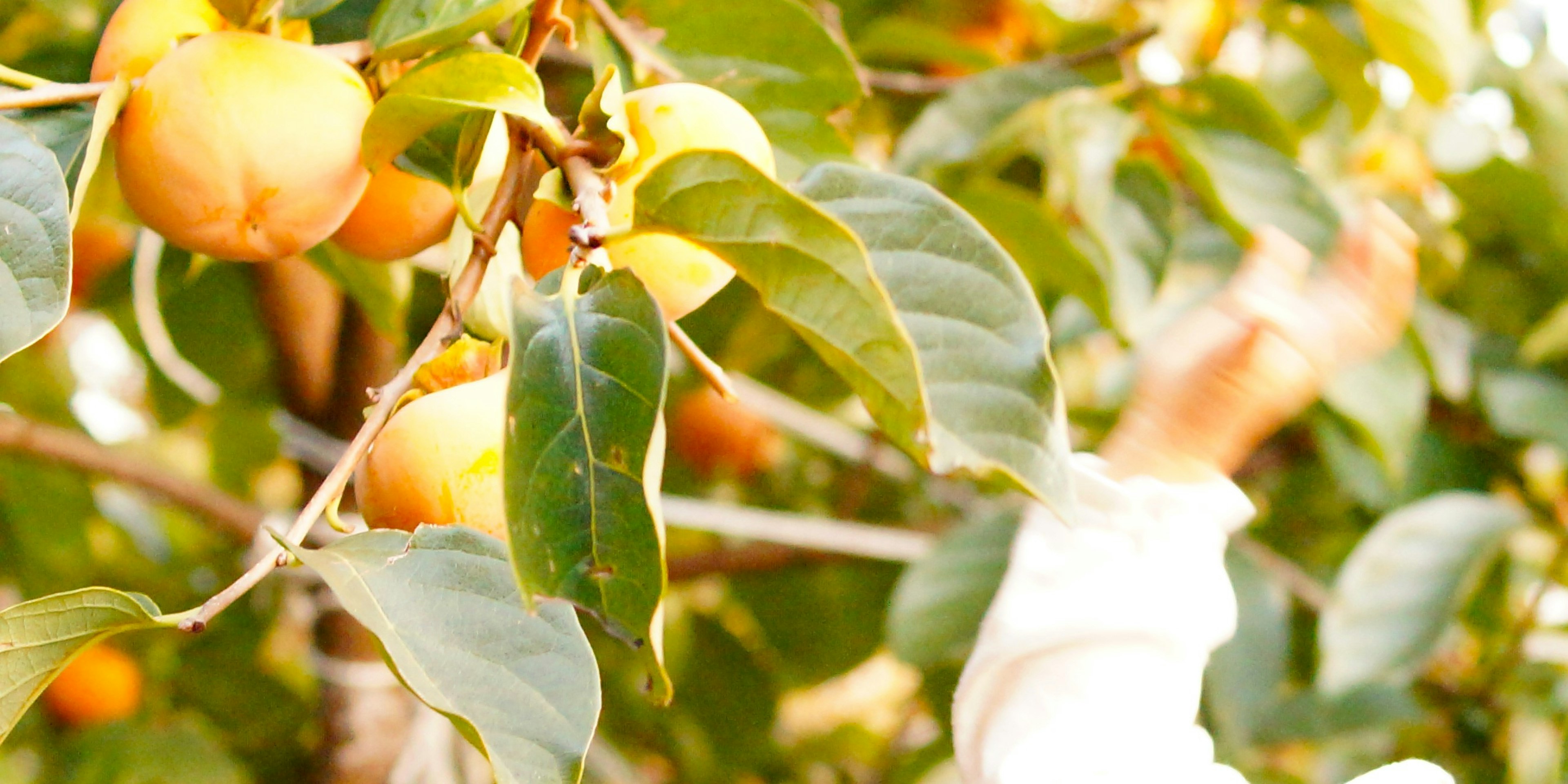 Immagine di un albero di cachi con frutti maturi e foglie verdi