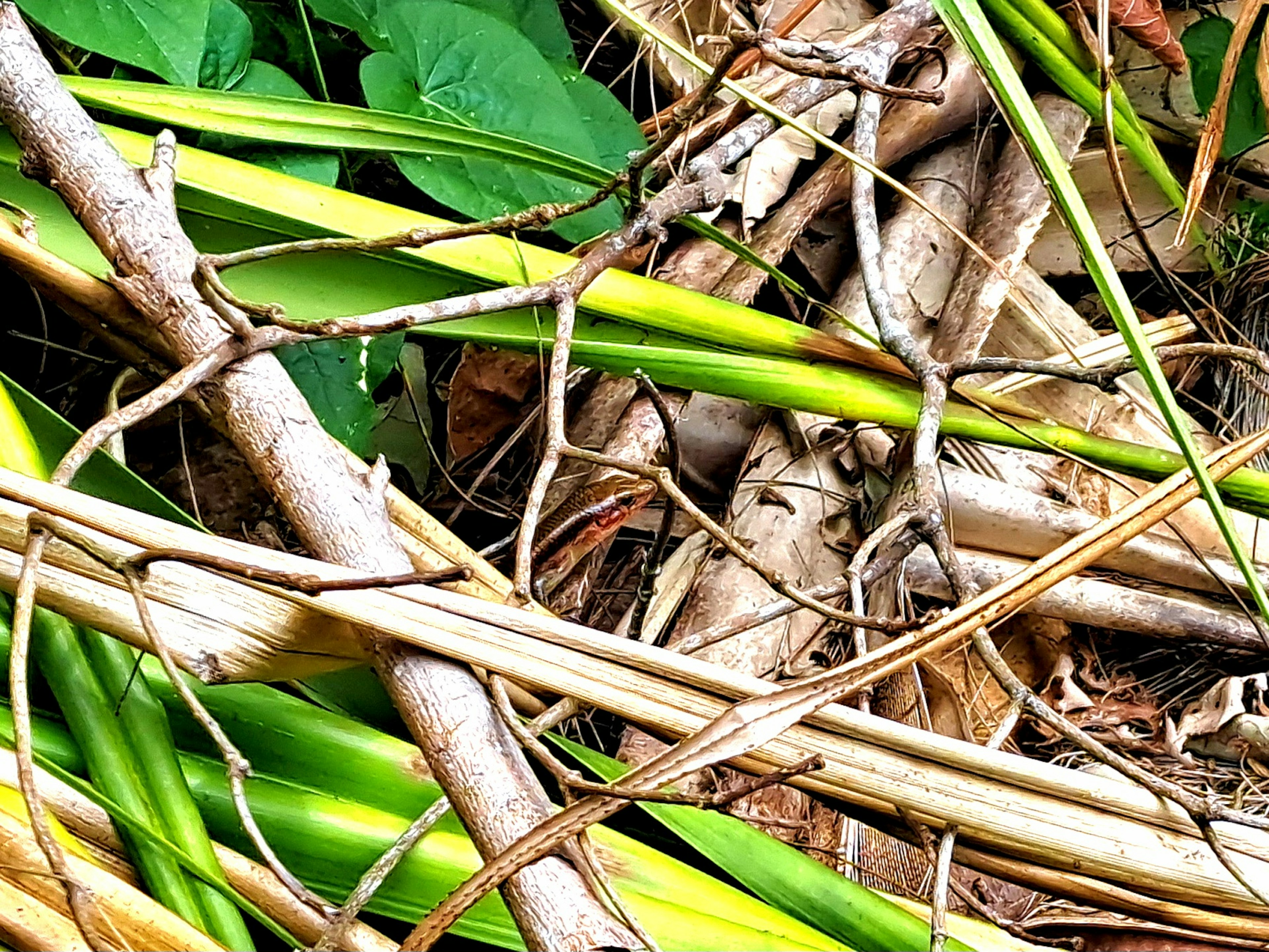 Pemandangan alami daun hijau dan dahan tipis yang saling terkait