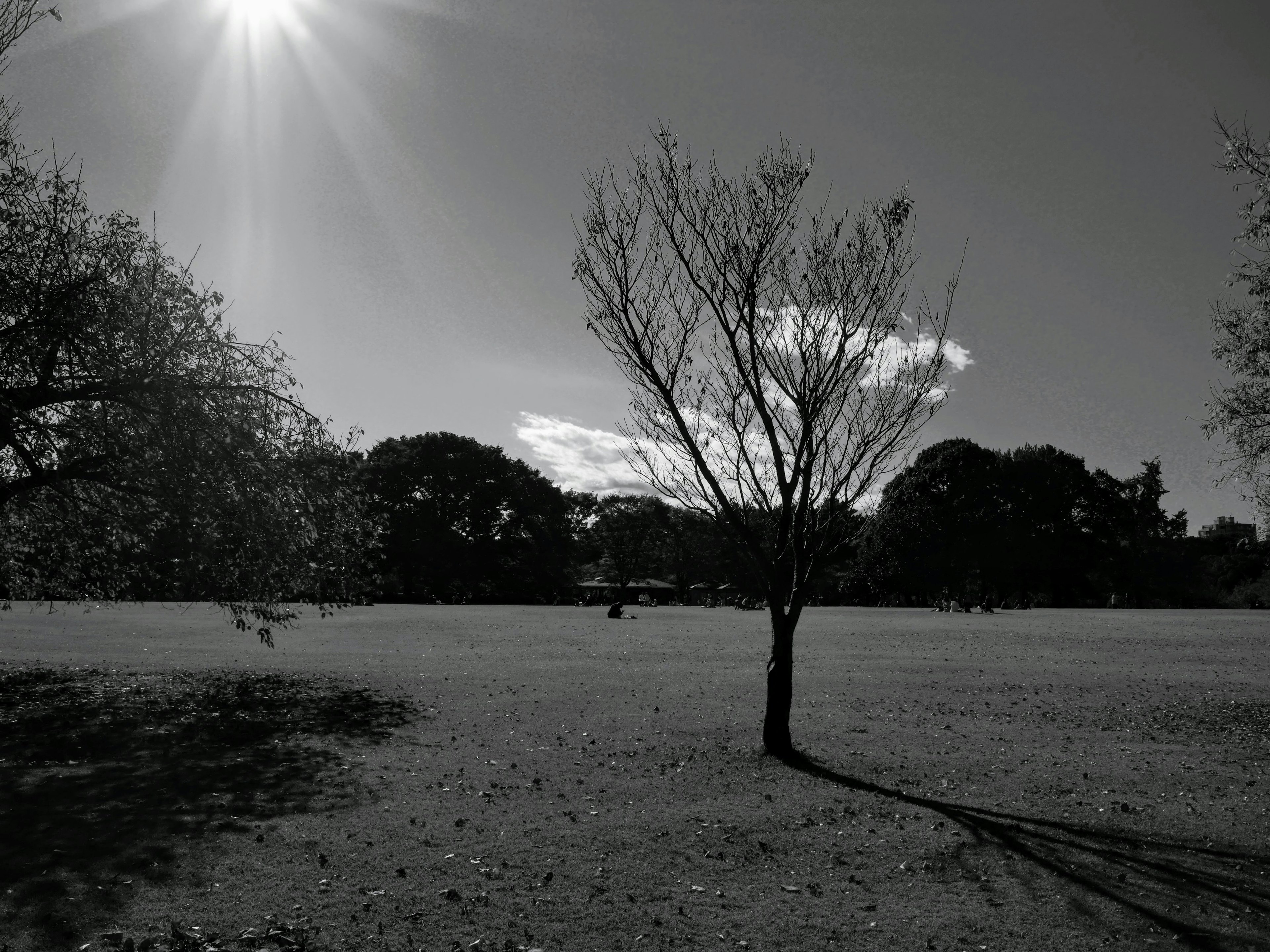 Helle Parkszene bei Tageslicht mit einem einzelnen Baum und einer weiten Grasfläche