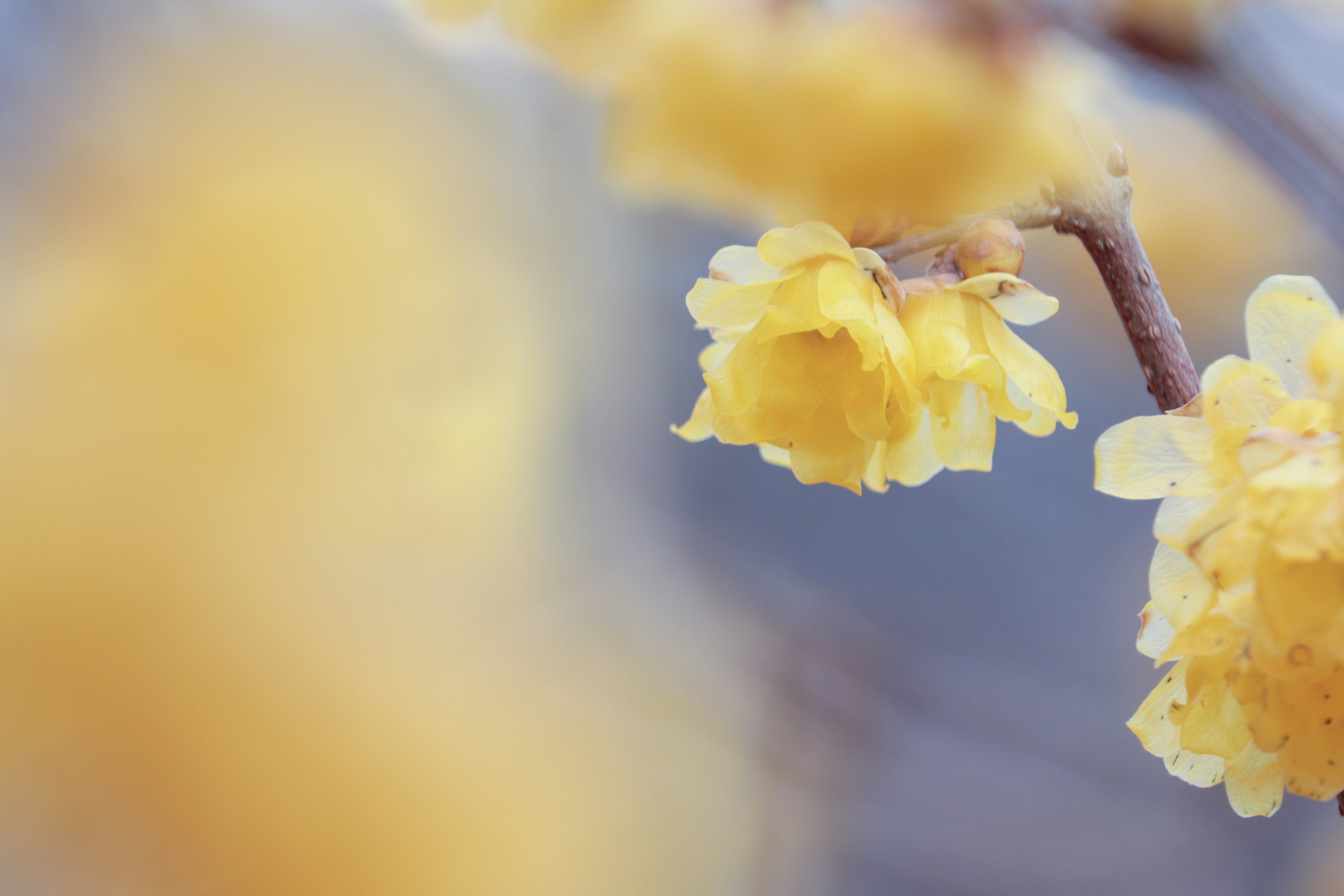 Gros plan sur des fleurs jaunes sur une branche