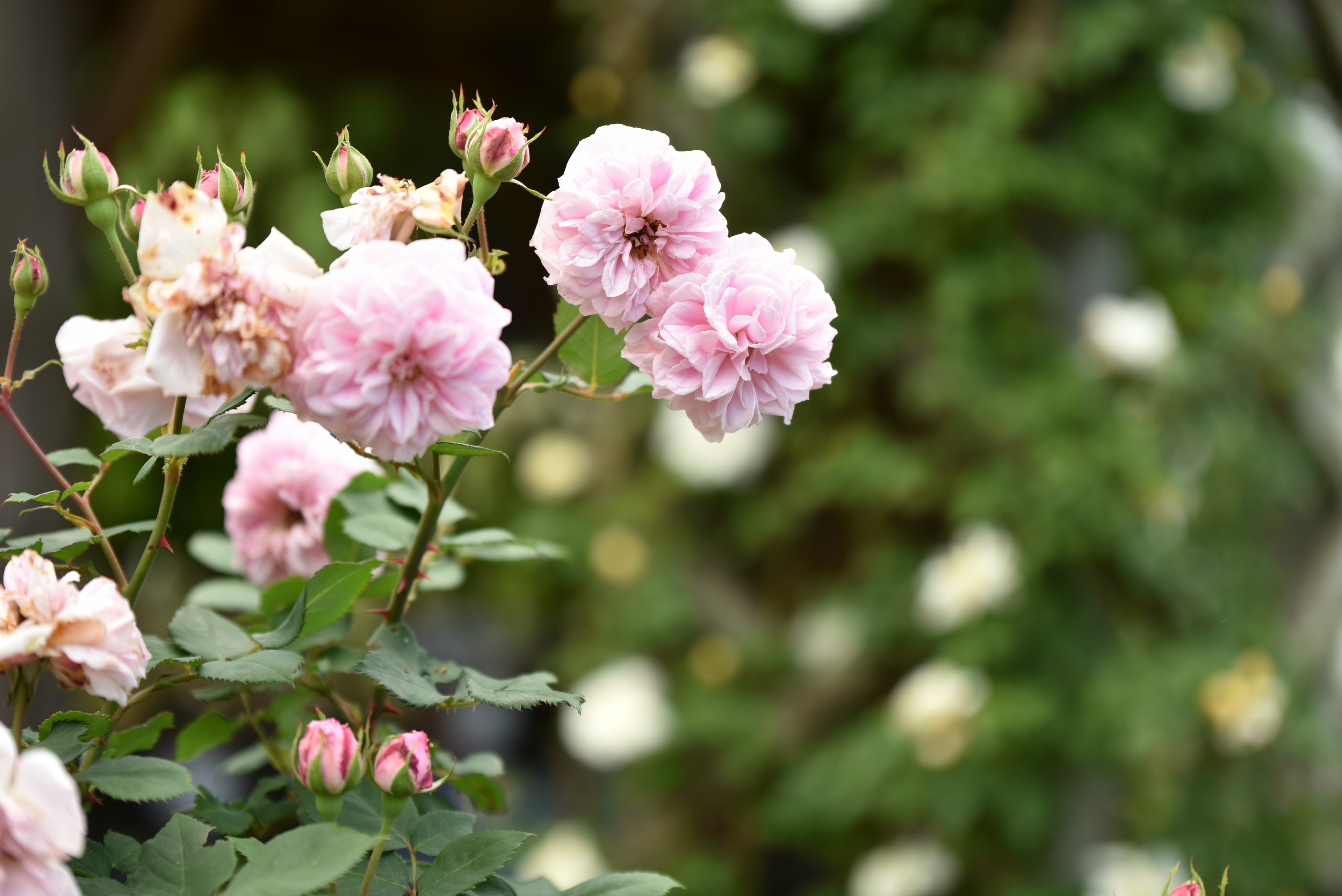 A garden scene featuring soft pink roses in bloom