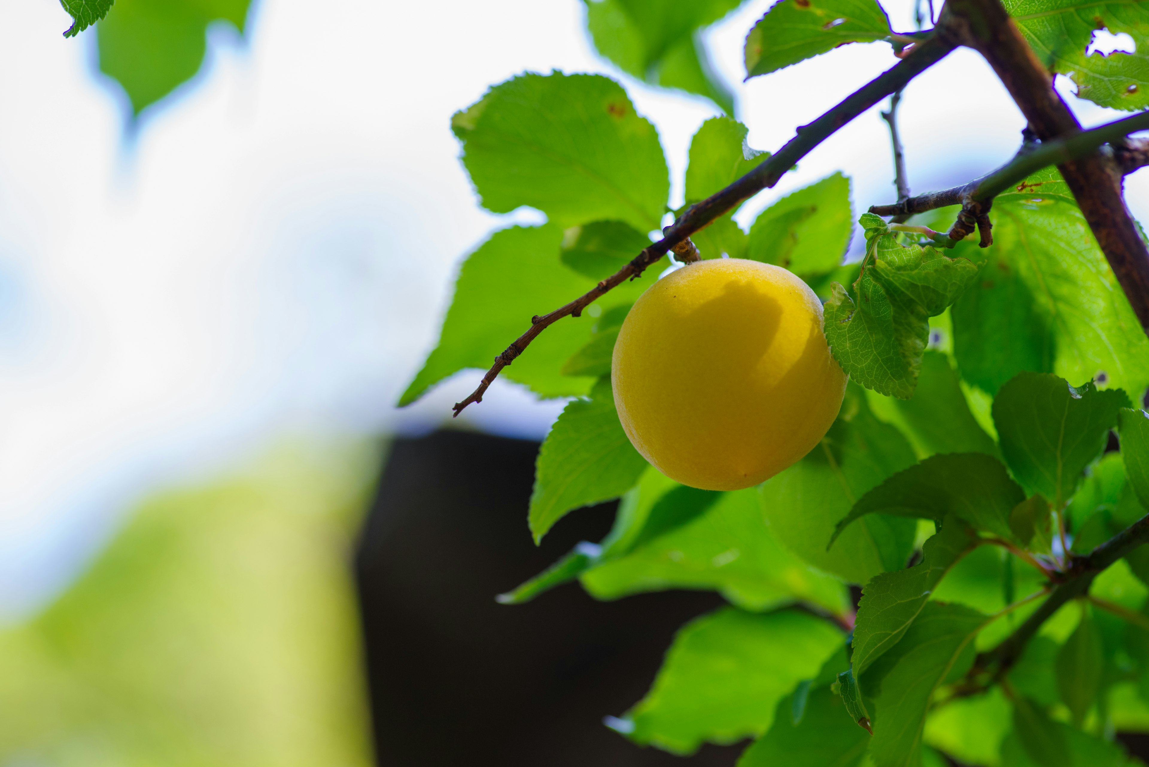 Buah kuning tergantung di antara daun hijau cerah