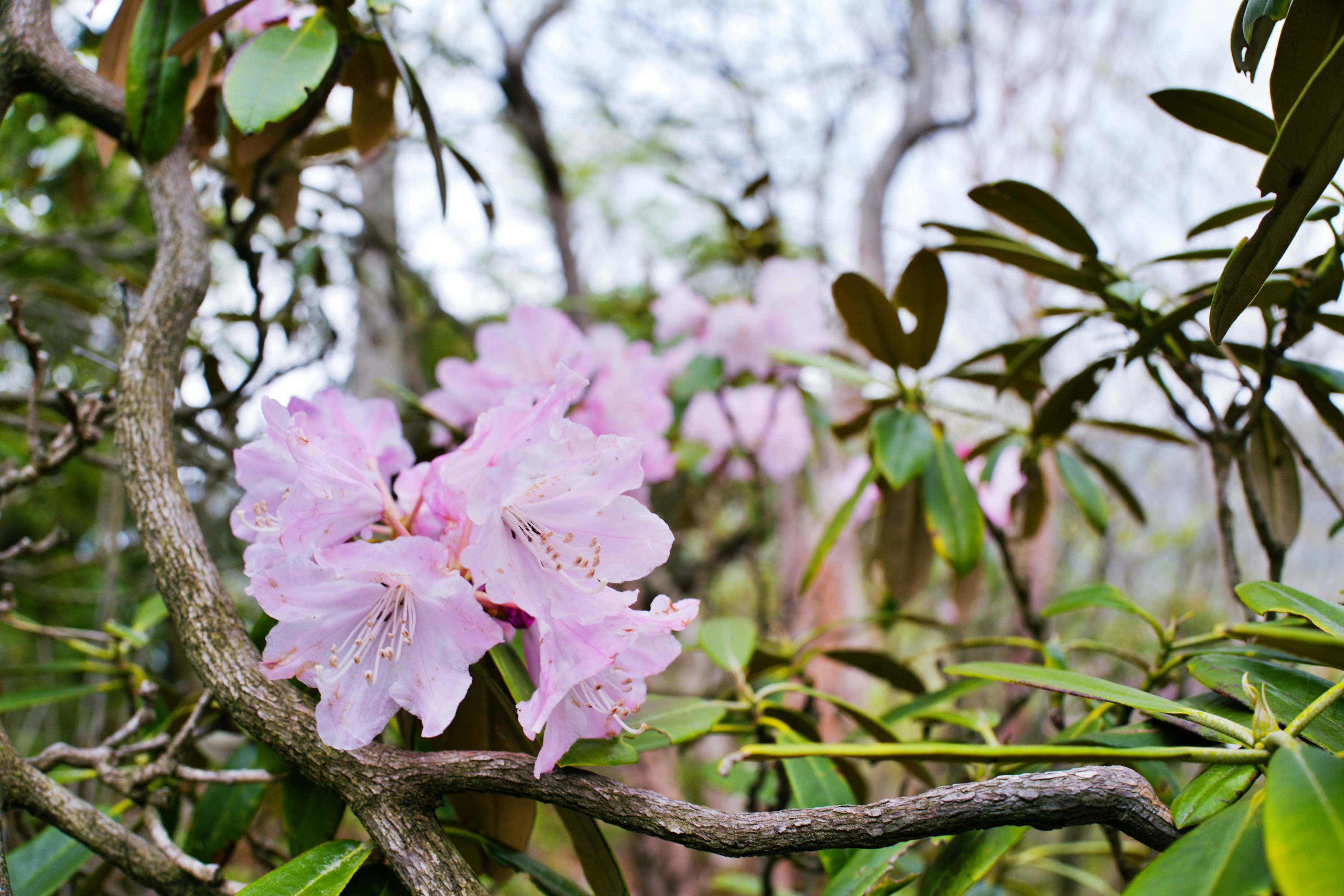 Pink rhododendron flowers blooming on branches