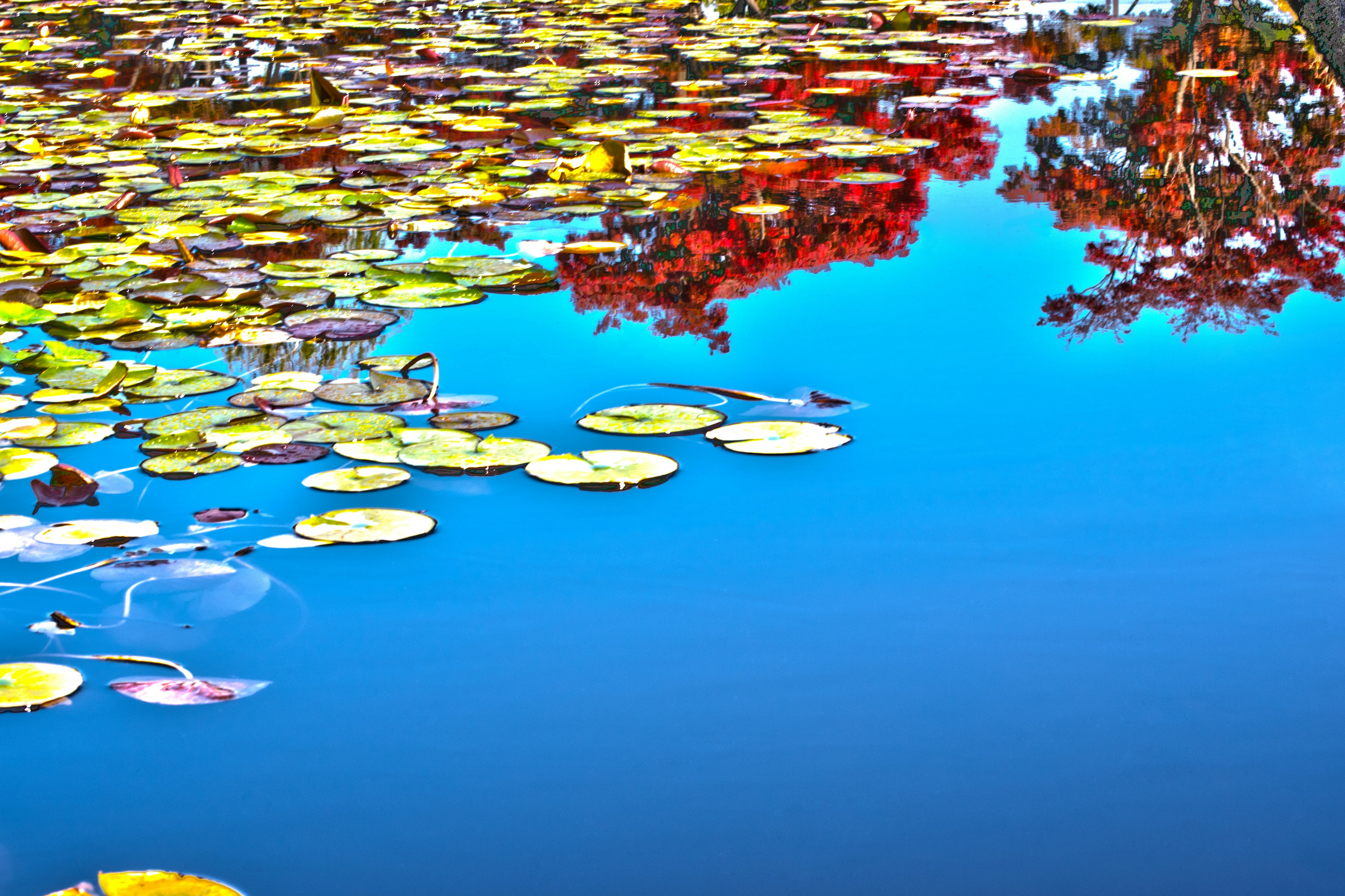 Bunte Wasserlilien, die auf der Oberfläche schwimmen, mit Reflexionen des blauen Himmels