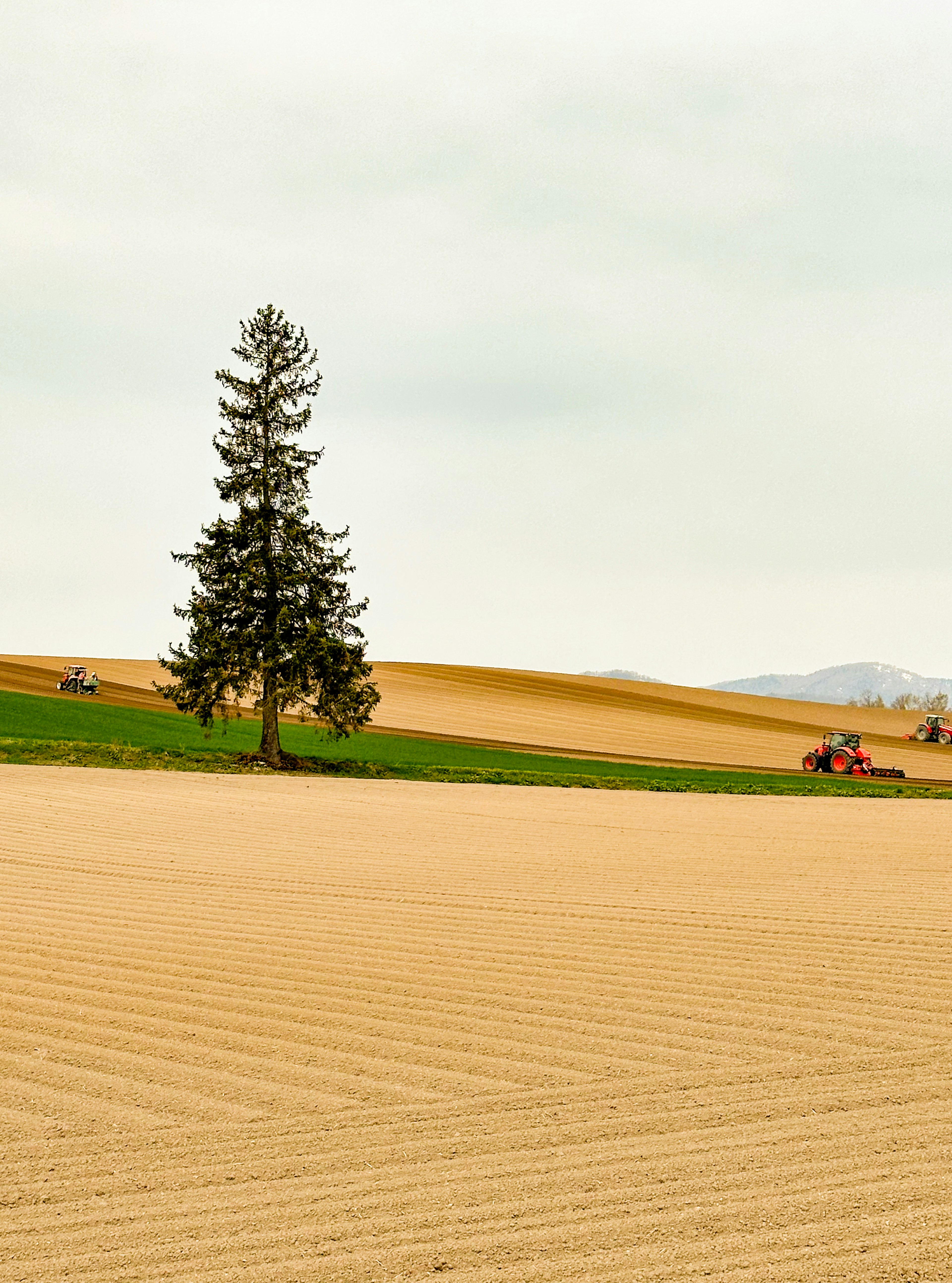 A single tree standing in a vast farmland with cultivated soil