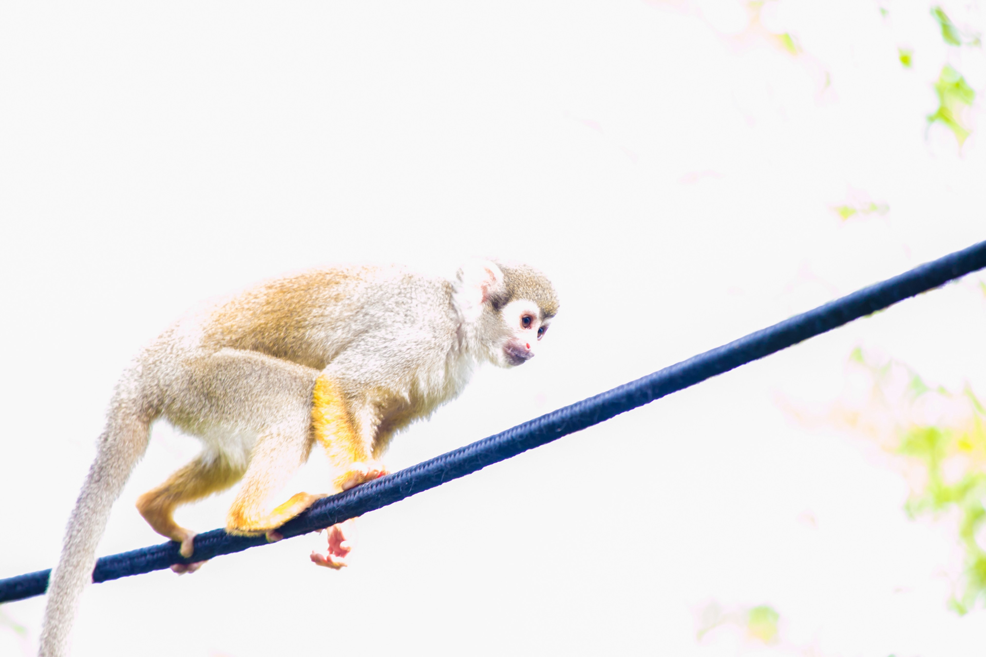 A monkey and its baby walking on a rope against a bright background