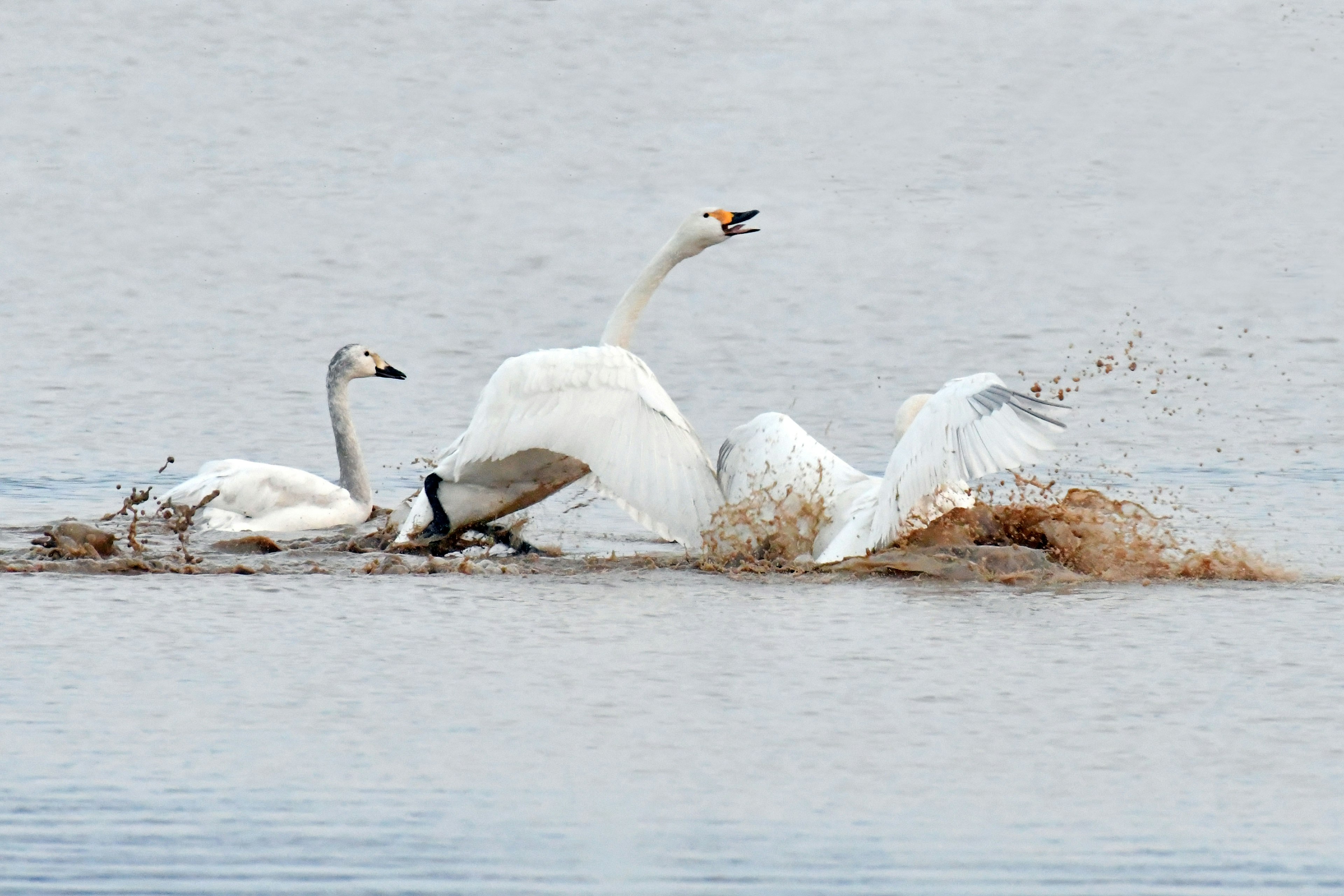 Group of swans splashing in the water