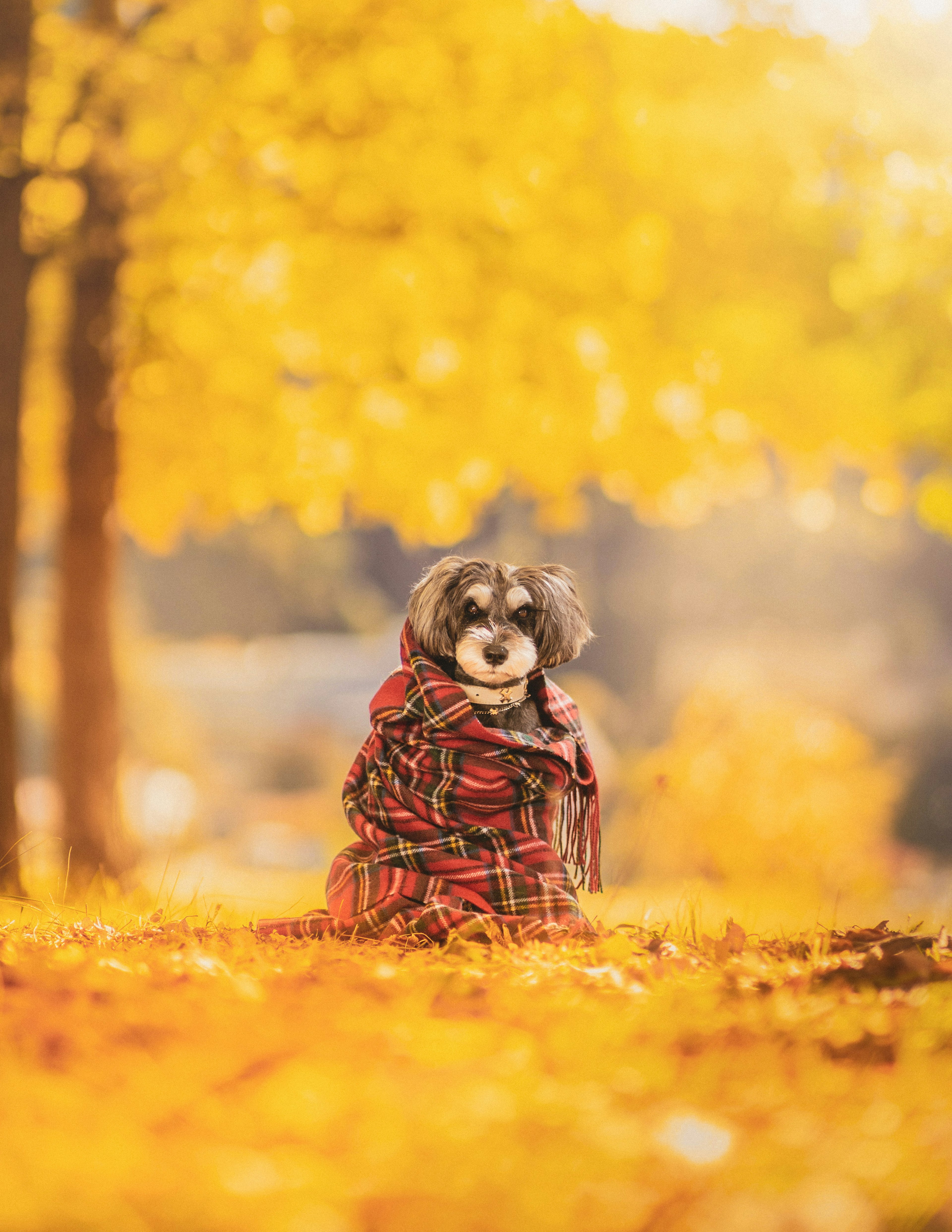 Dog wrapped in a blanket surrounded by autumn foliage