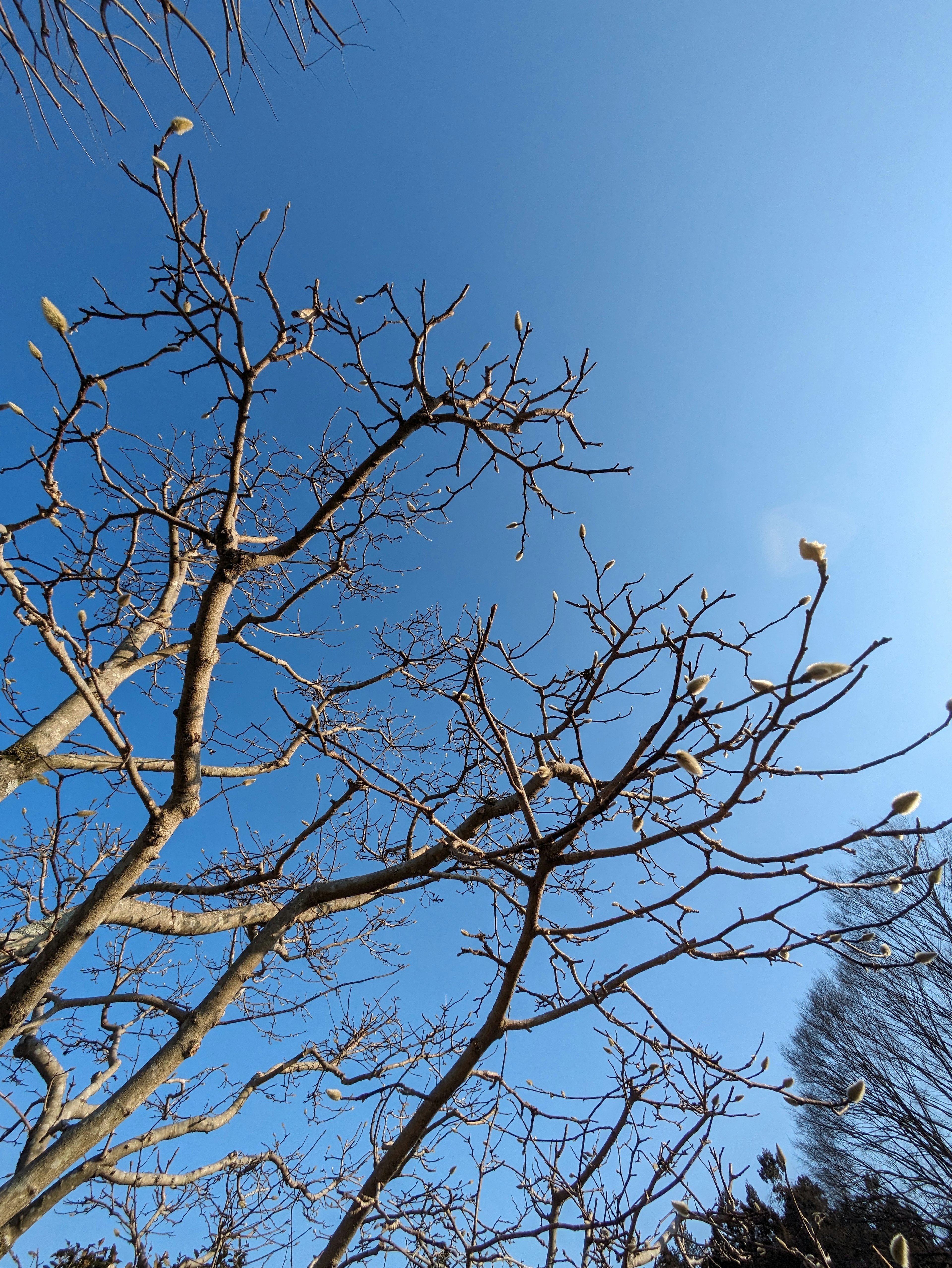 Silhouette von Ästen, die sich unter einem blauen Himmel ausbreiten