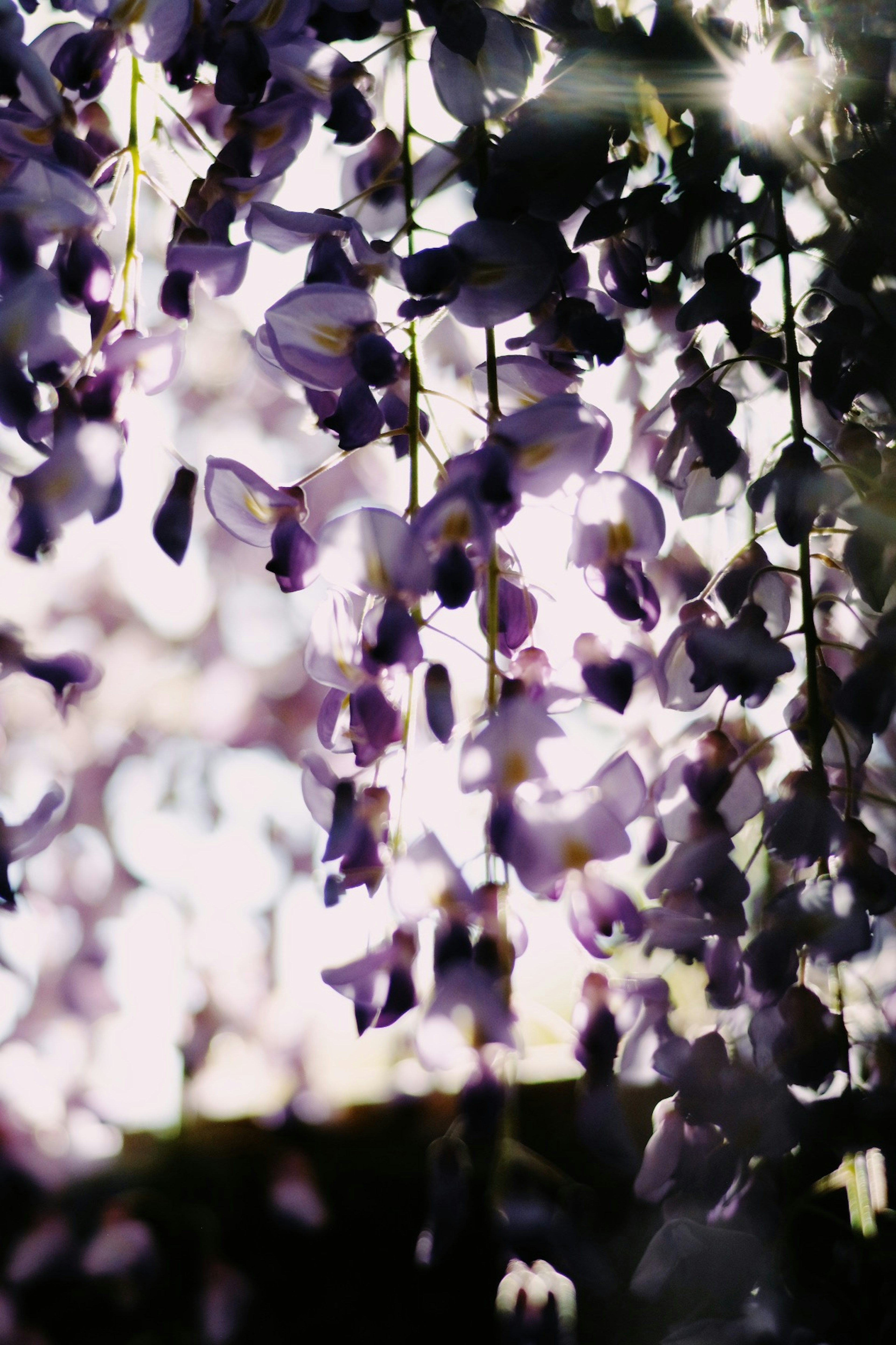 紫色の藤の花が垂れ下がる美しい光景