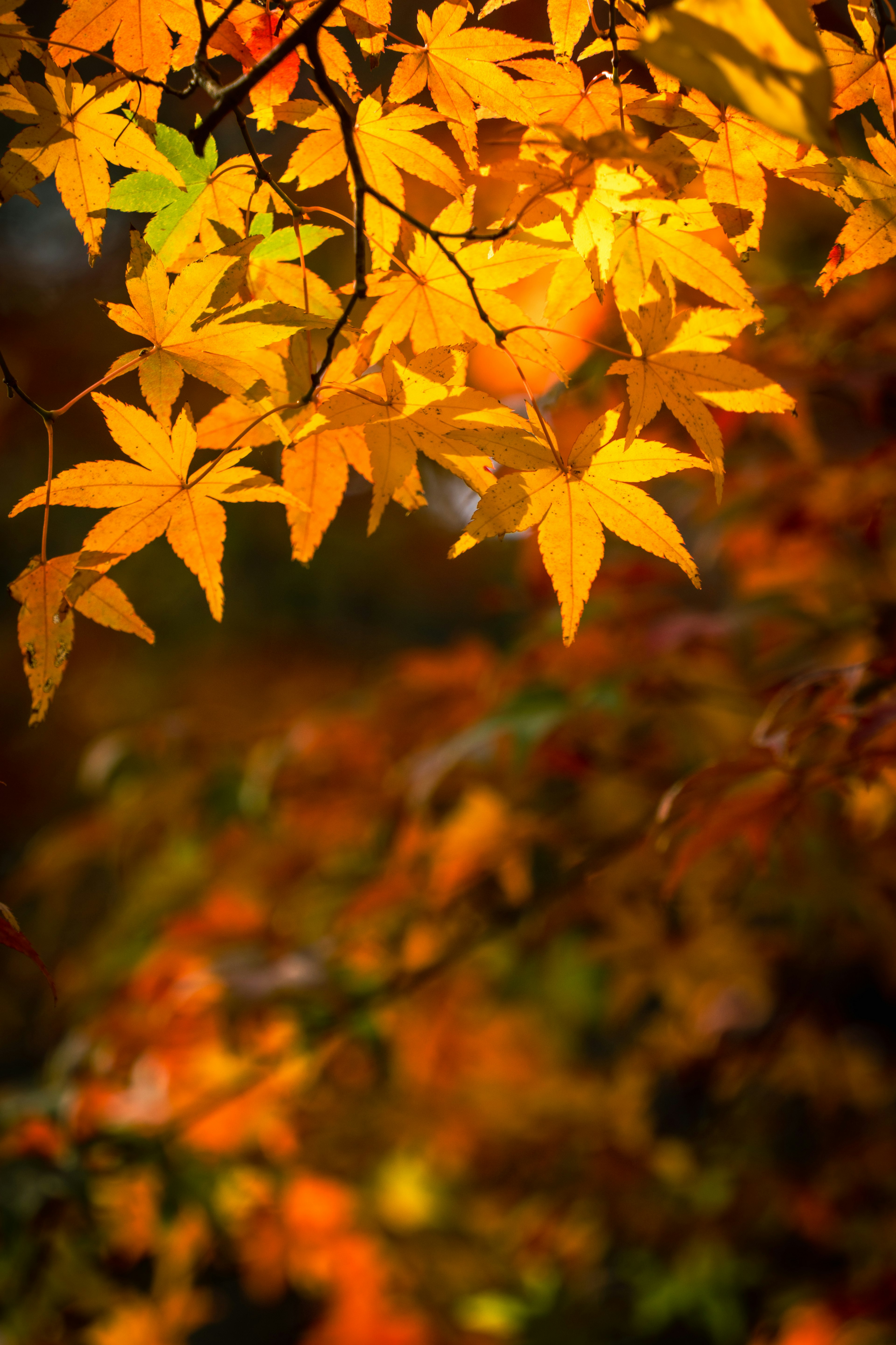 Lebendige orange Blätter, die im Herbstlicht leuchten