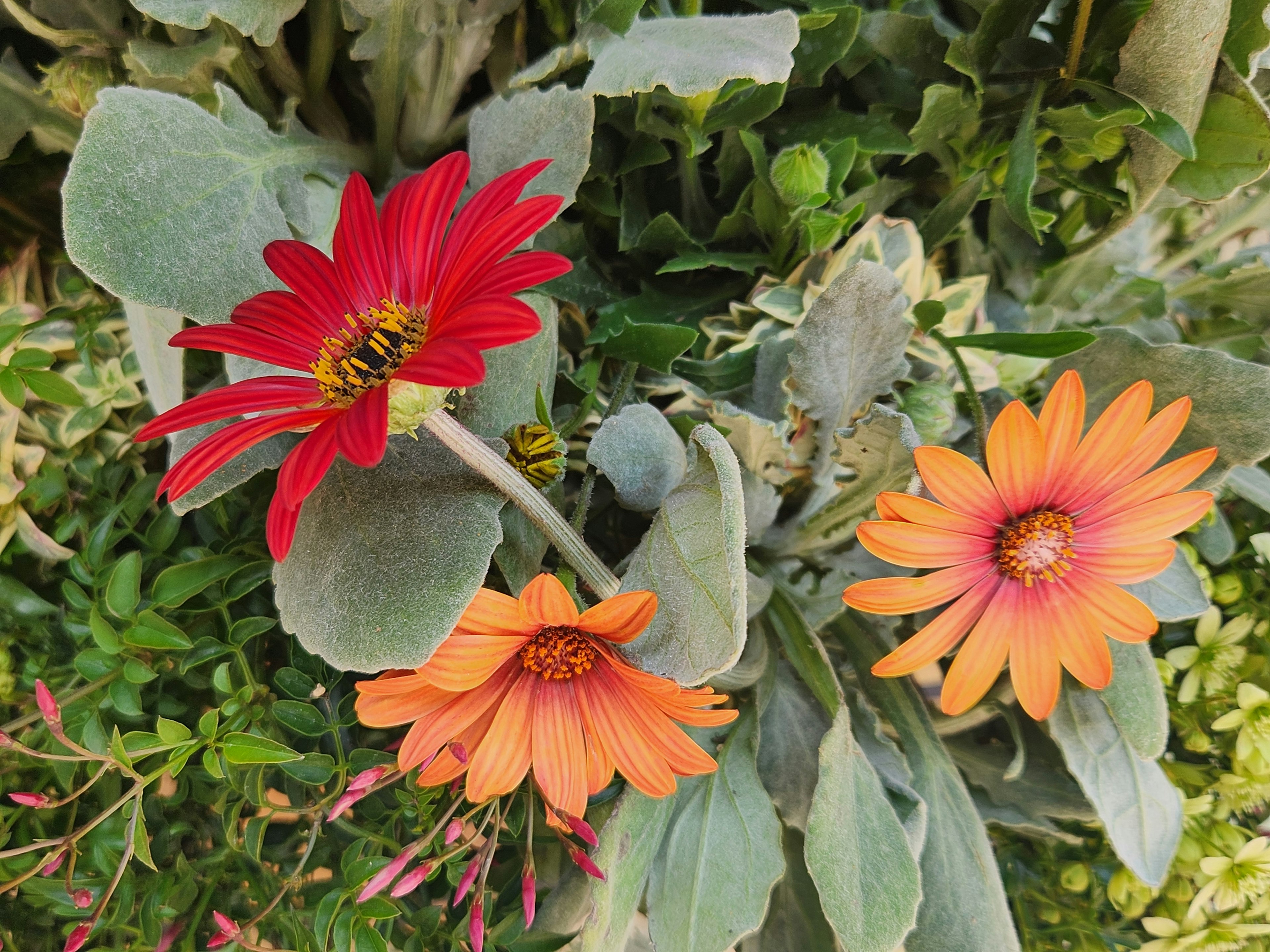 Acercamiento de flores rojas y naranjas con una abeja en una planta verde