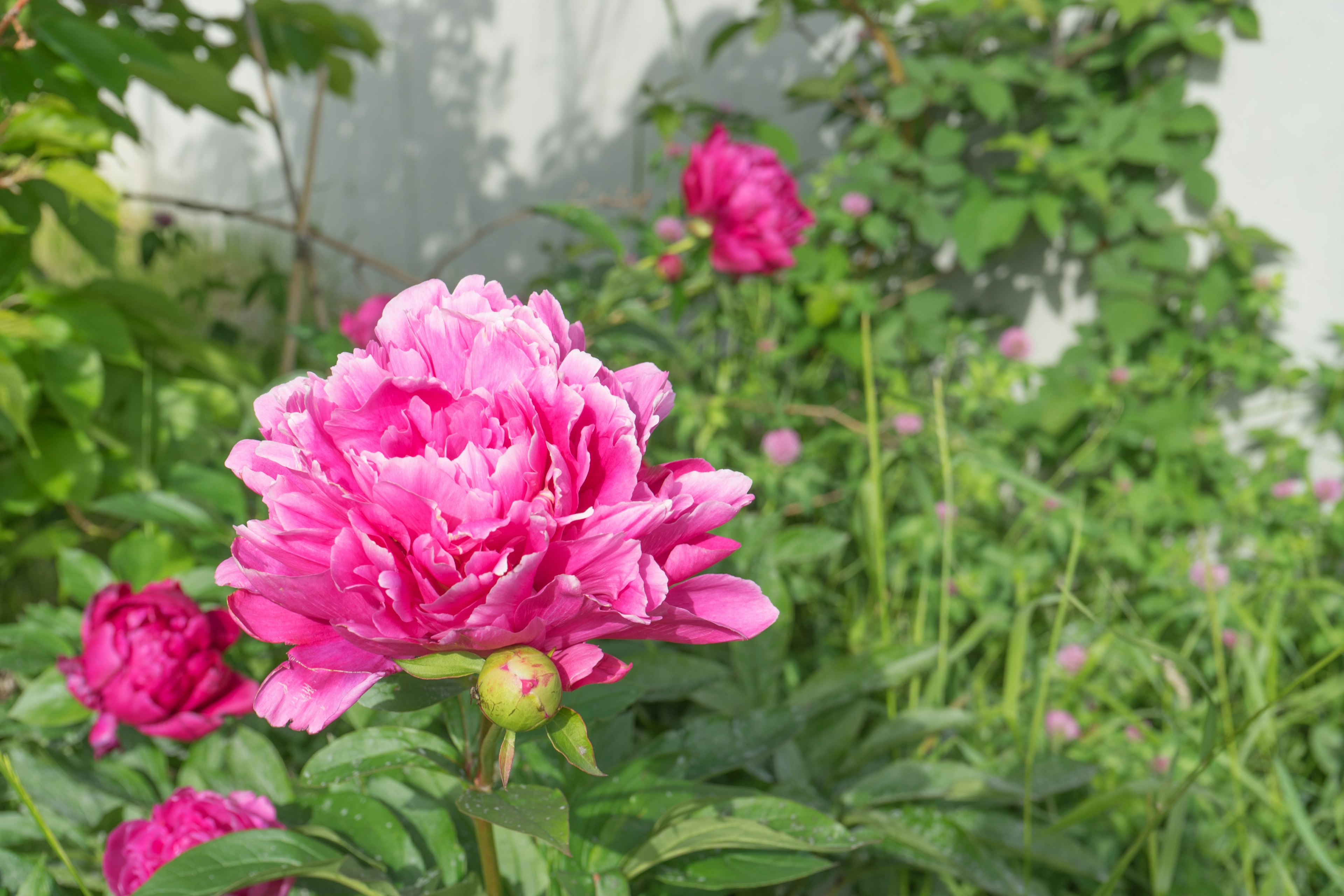 Peoni pink yang cerah sedang mekar di taman