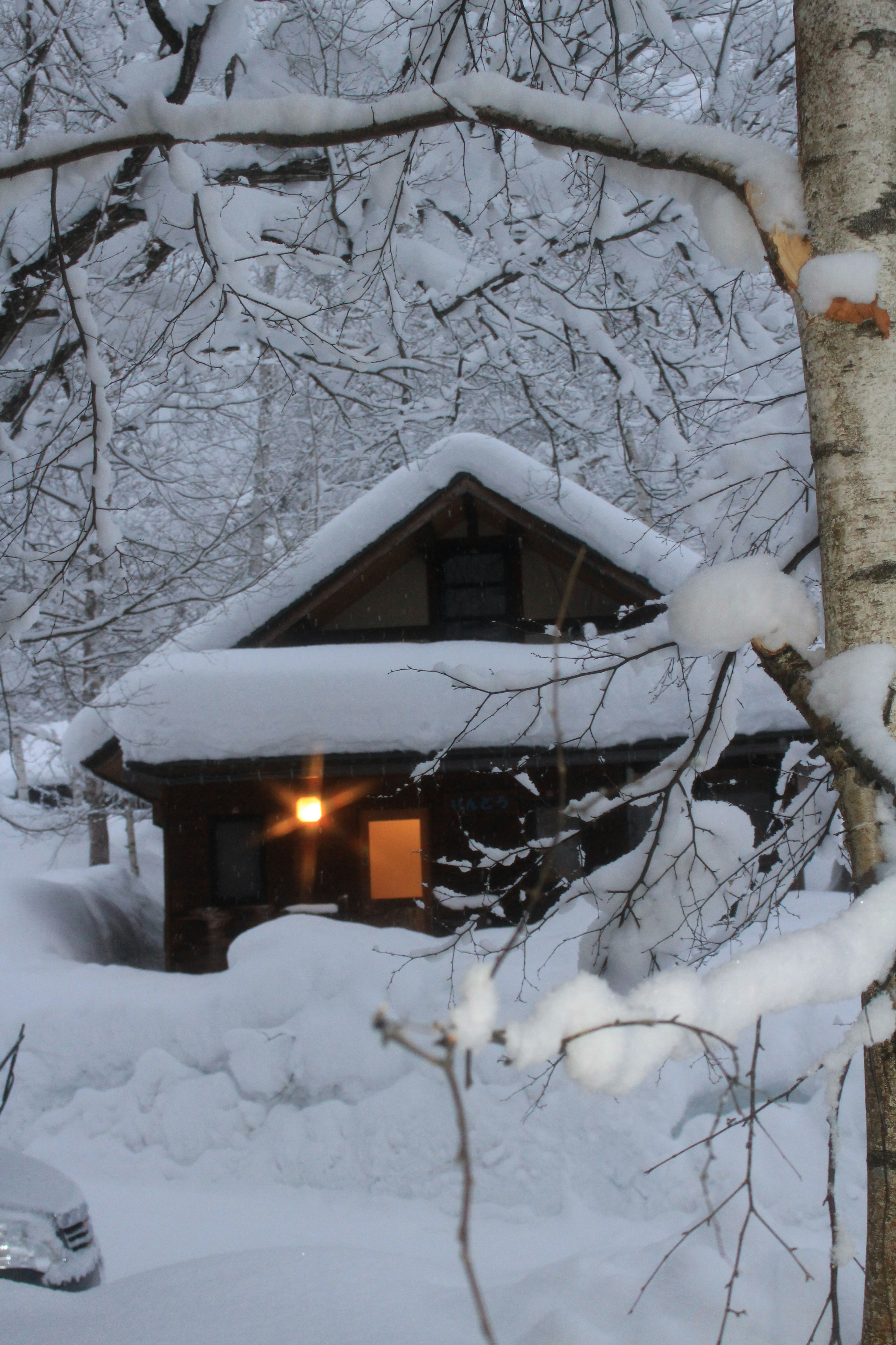 雪に覆われた小屋と周囲の木々の景色