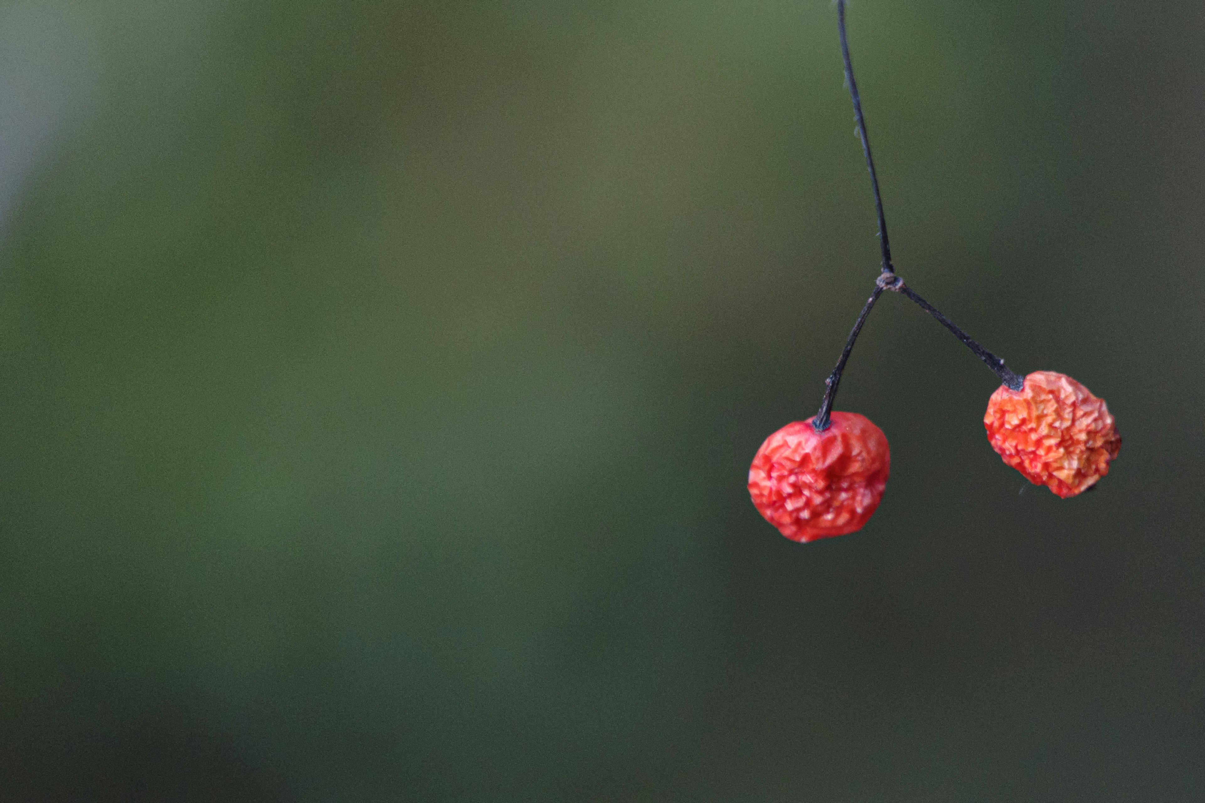 Dua buah merah menggantung di latar belakang hijau yang kabur