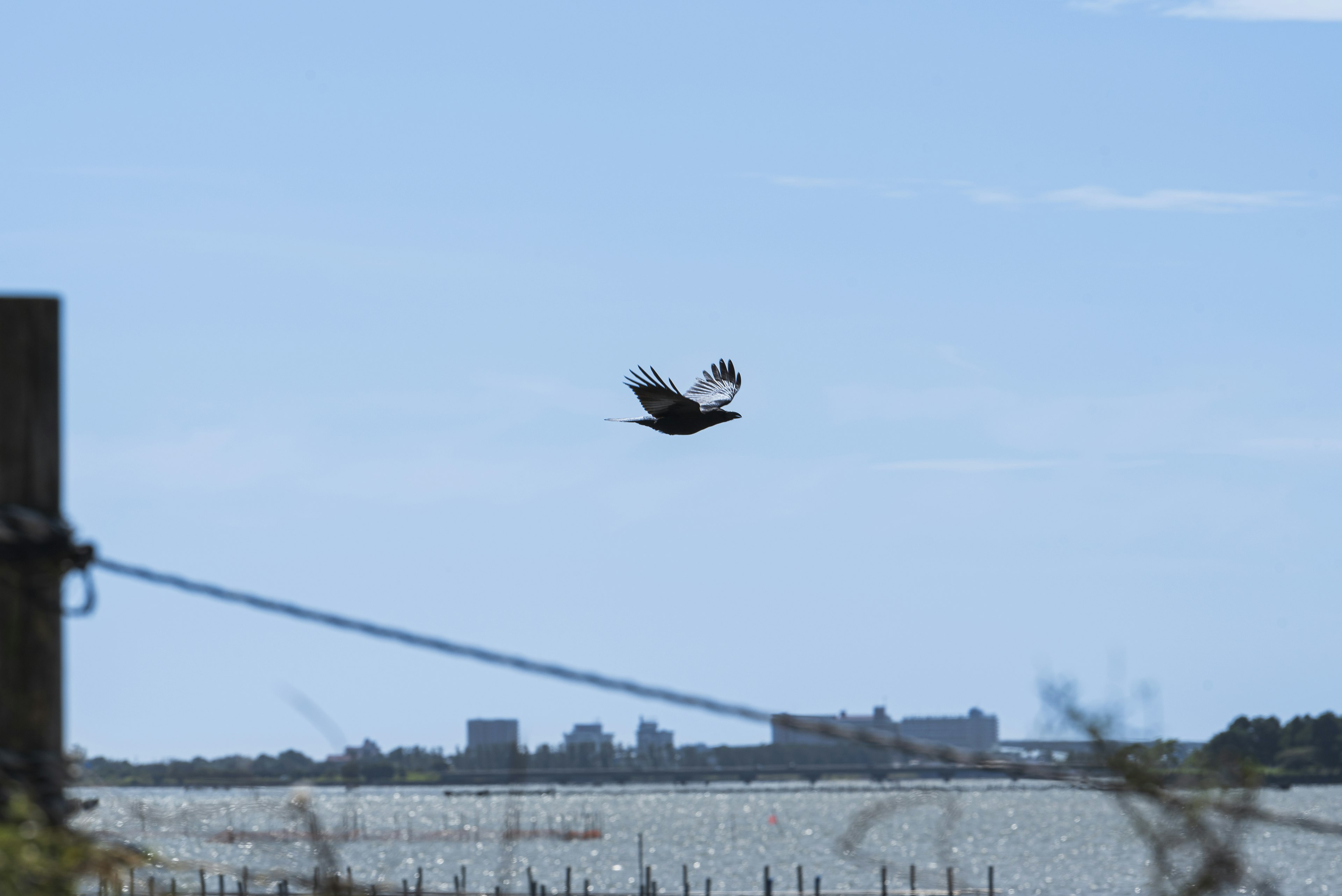 青空を背景に飛んでいる鳥と水辺の風景