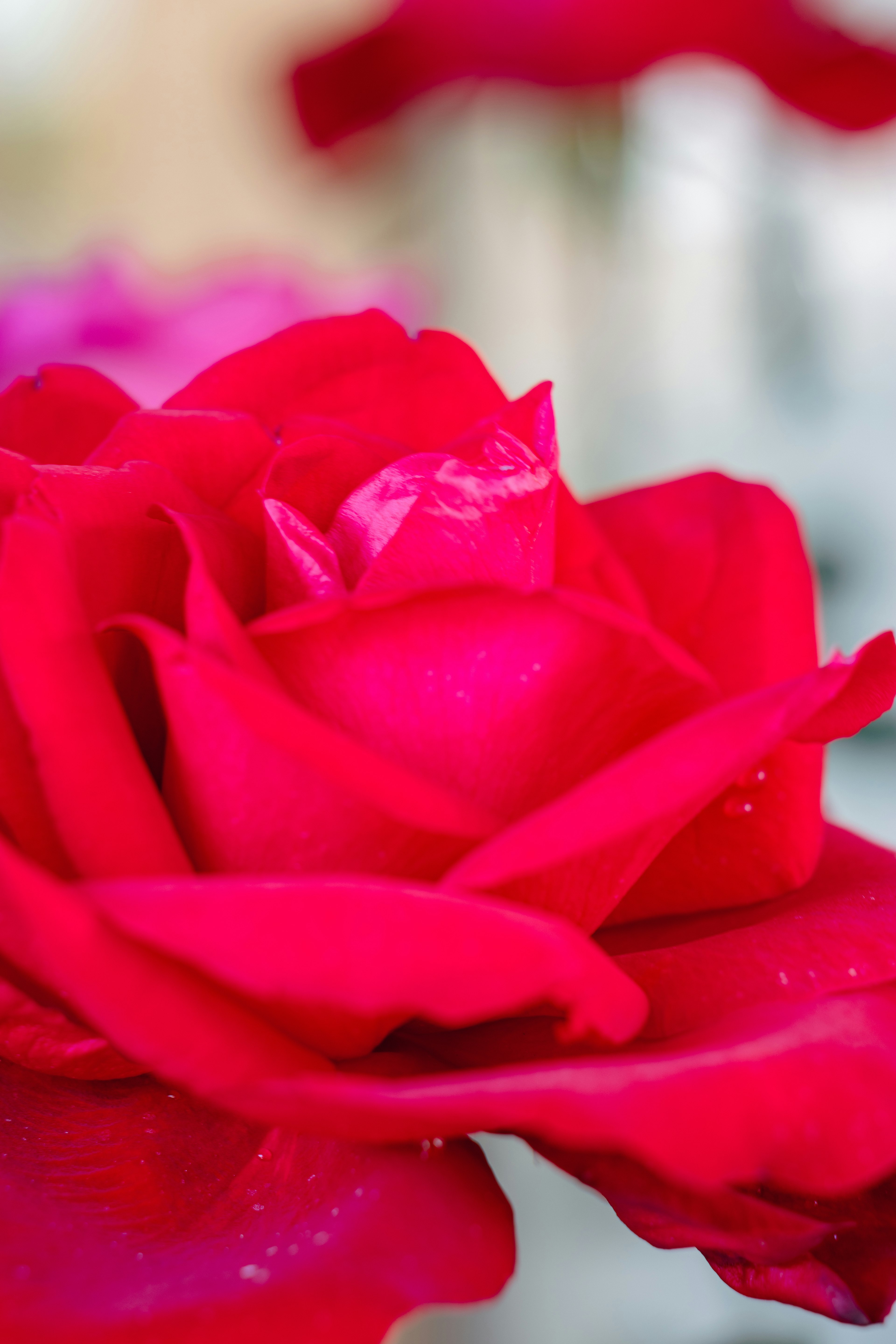 Gros plan d'une rose rouge vibrante avec de la rosée sur les pétales