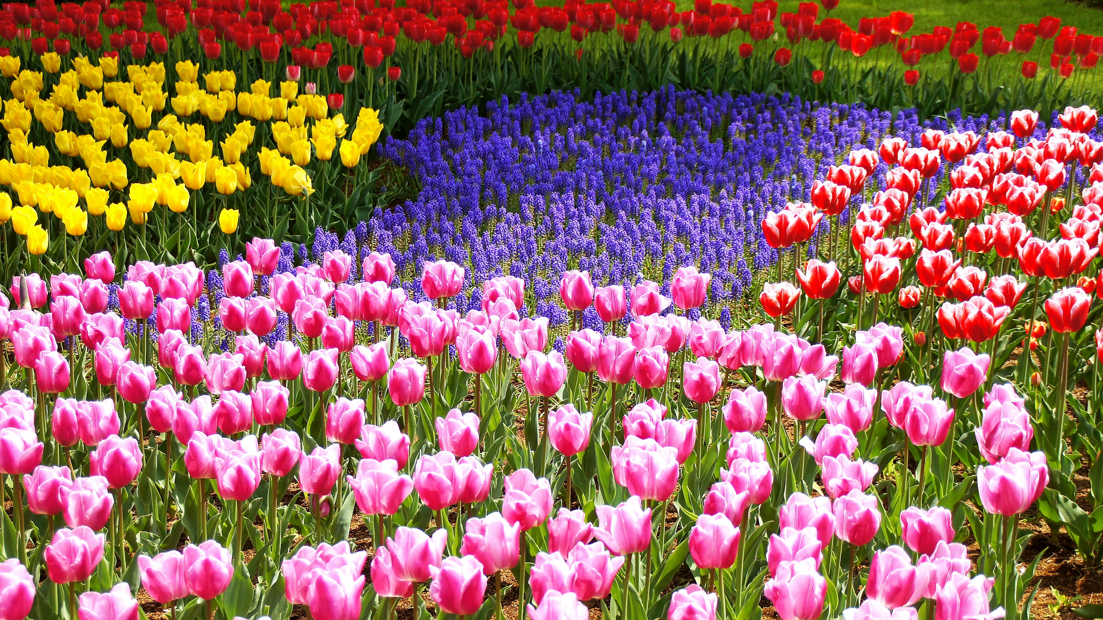 Jardin de fleurs vibrant avec des tulipes colorées et des muscaris bleus