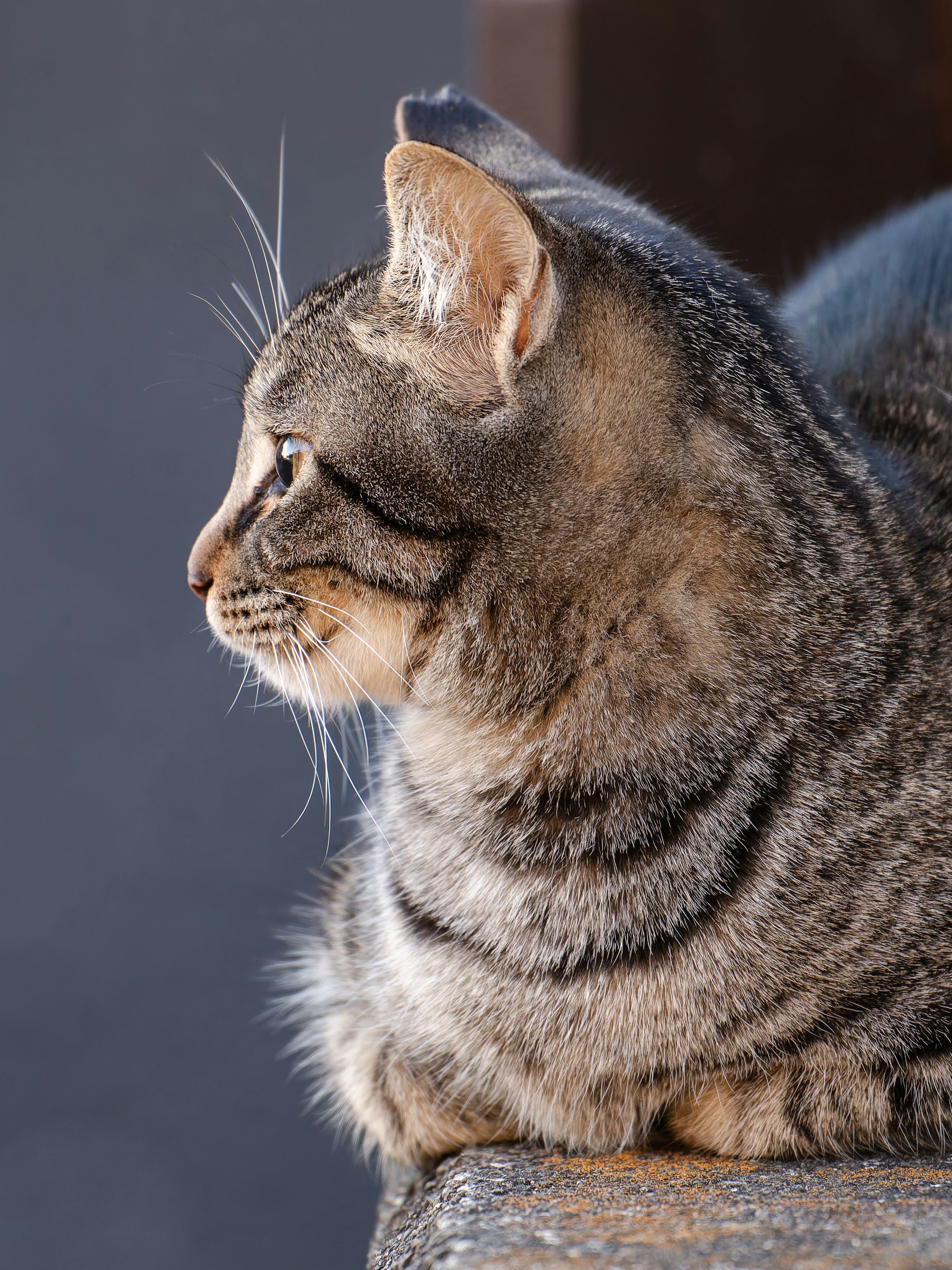 Seekor kucing belang abu-abu yang beristirahat dan melihat ke samping