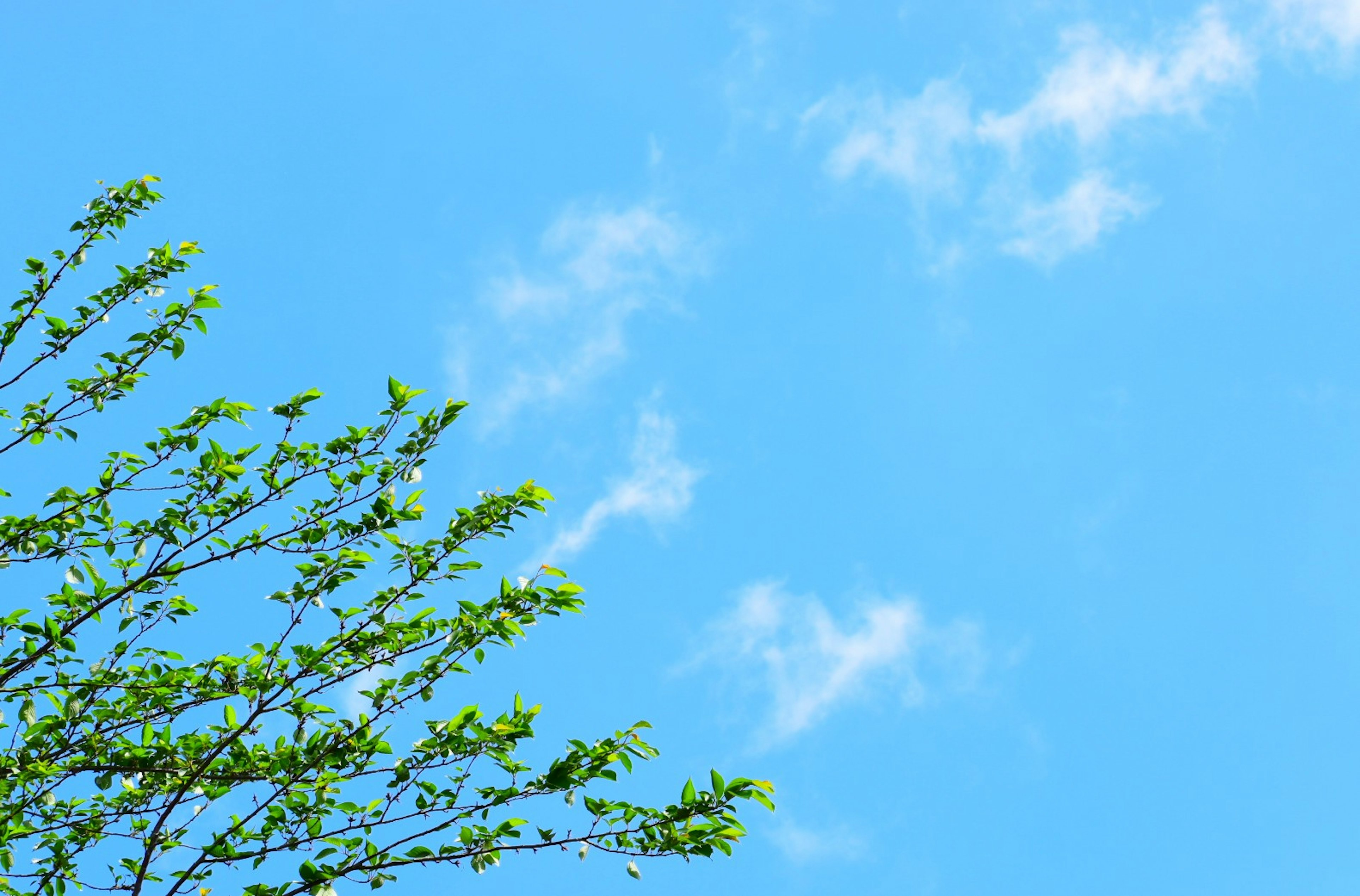 Branches with young leaves against a clear blue sky