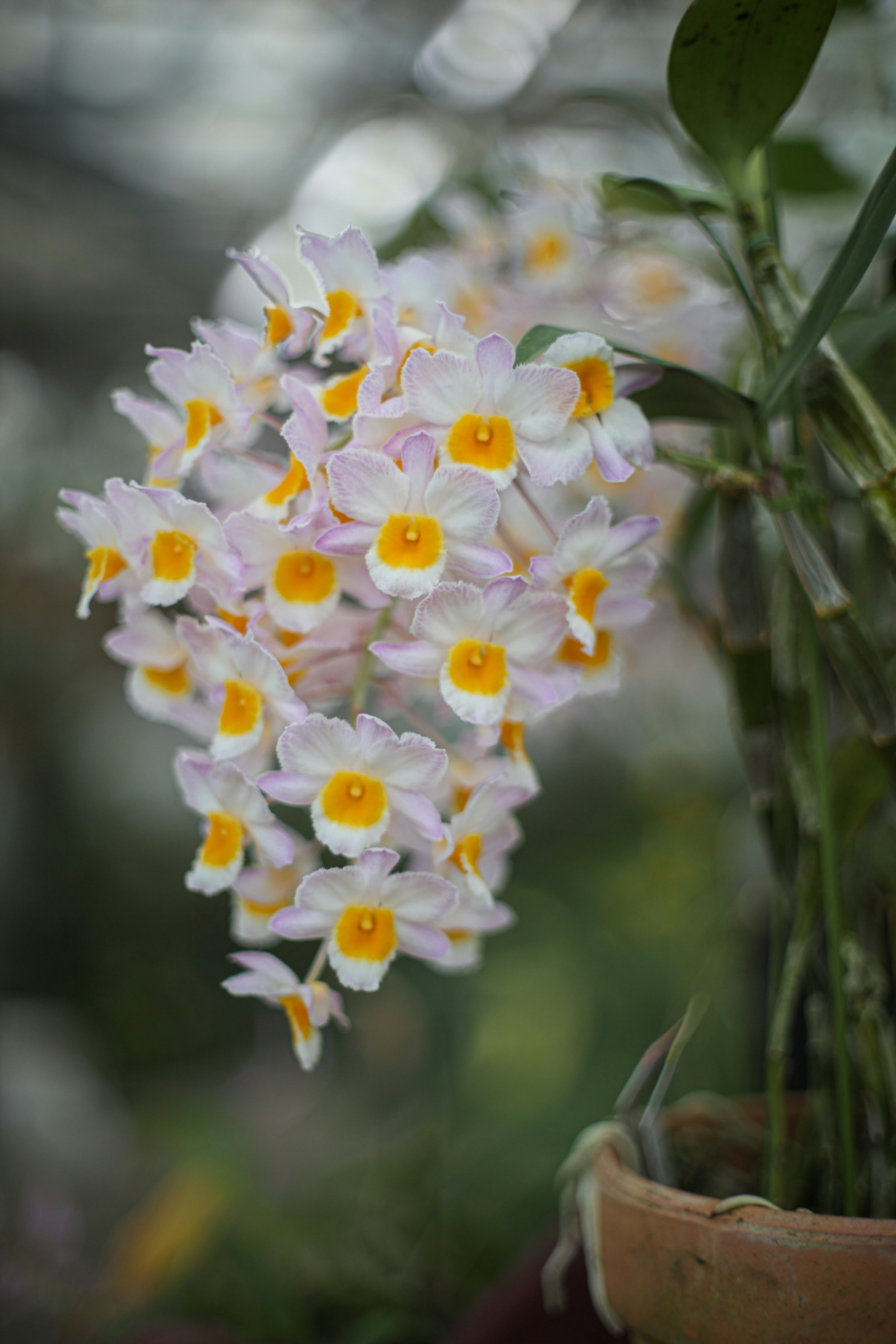 Cluster von Dendrobium-Orchideen mit weißen und orangefarbenen Blütenblättern