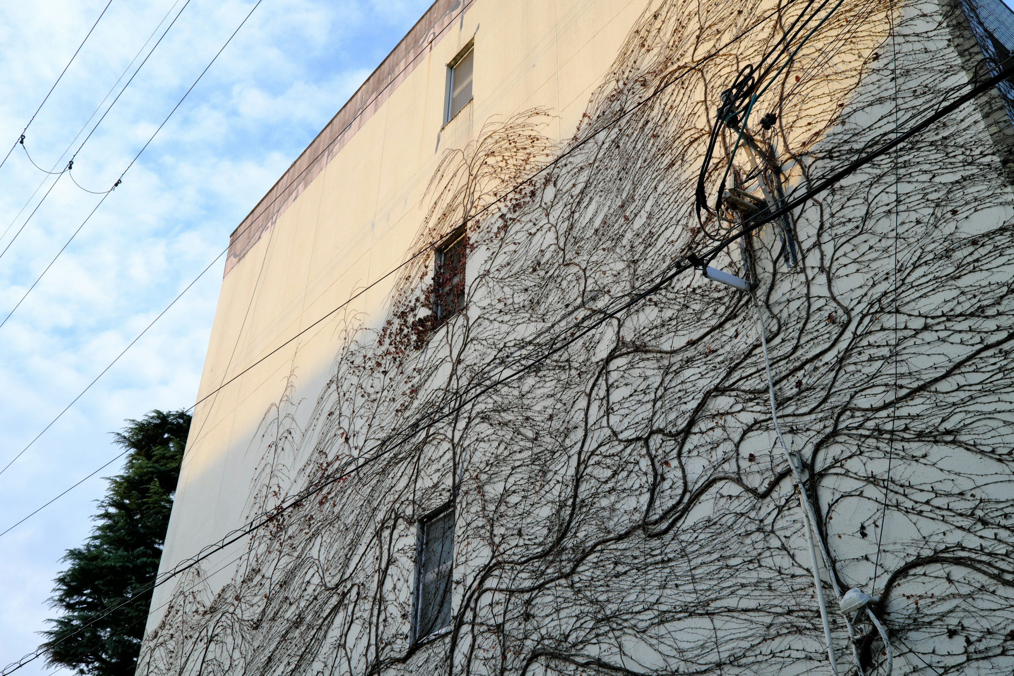 Ombre impressionnante de vignes enlacées sur un mur de bâtiment