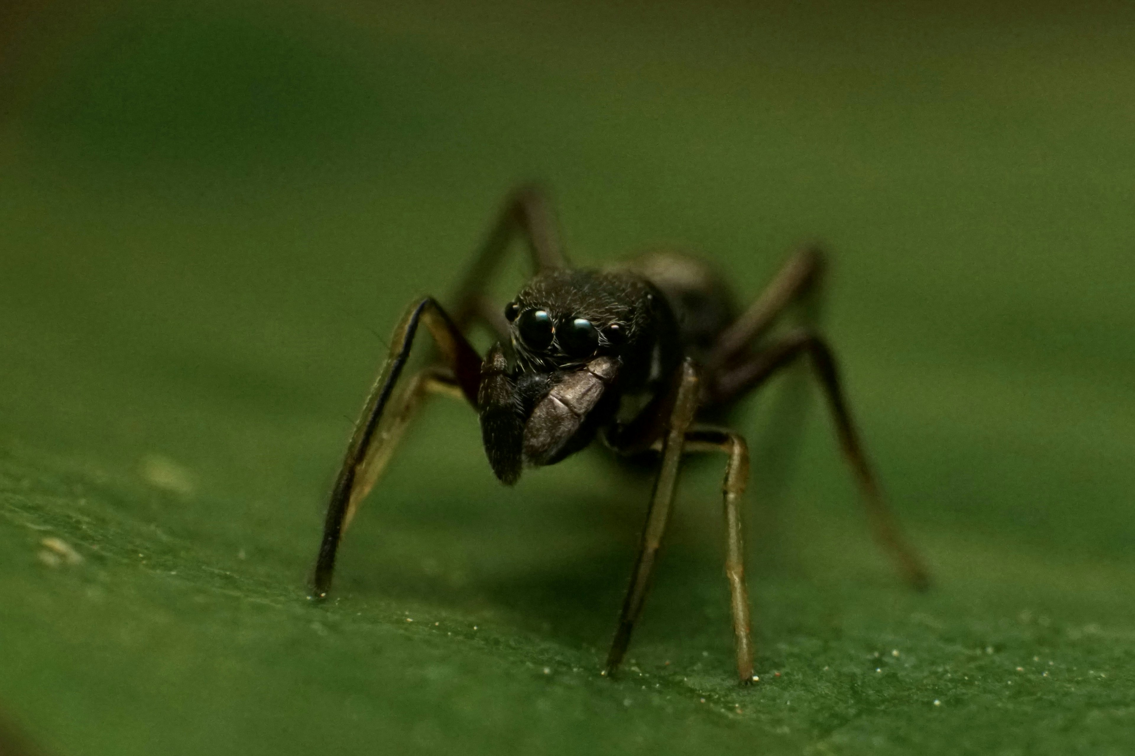 Nahaufnahme einer Spinne auf einem grünen Blatt