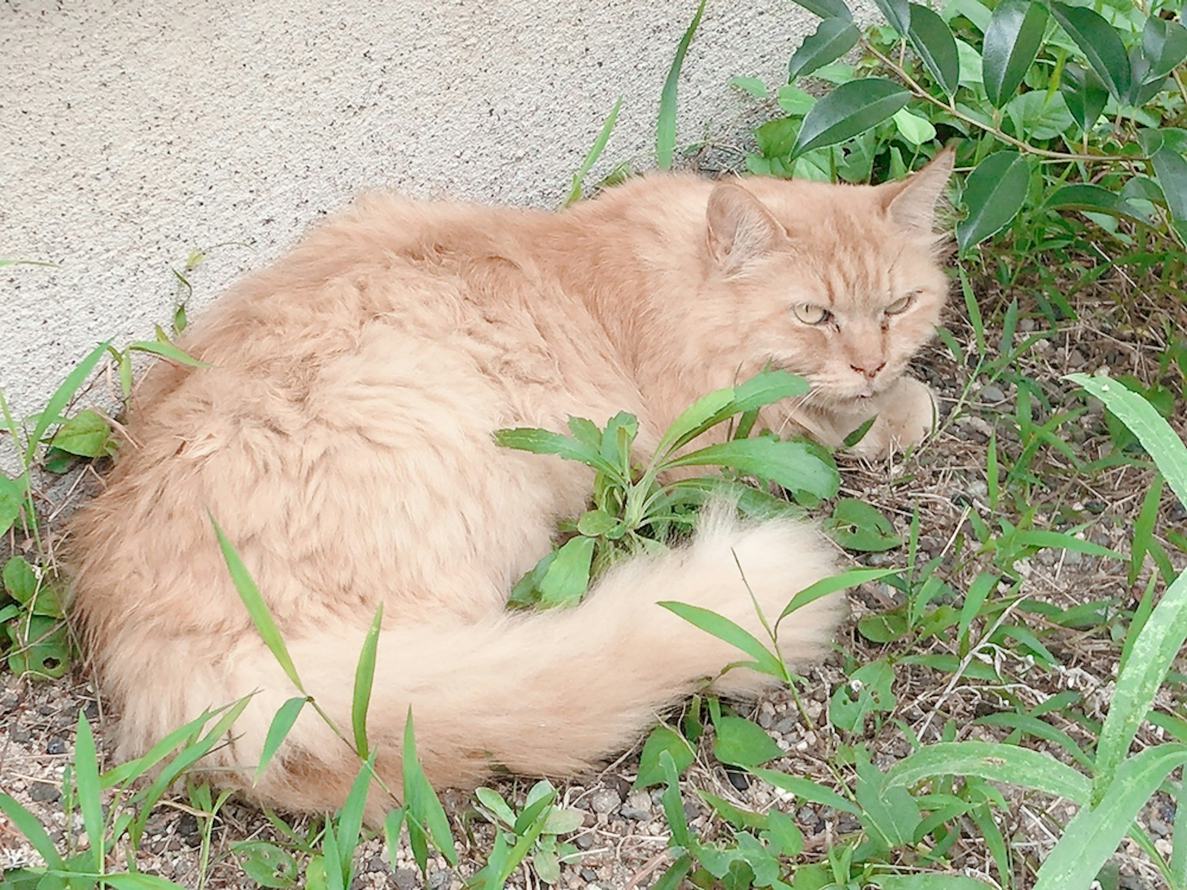 Eine flauschige orange Katze, die sich im grünen Gras und Pflanzen zusammenrollt