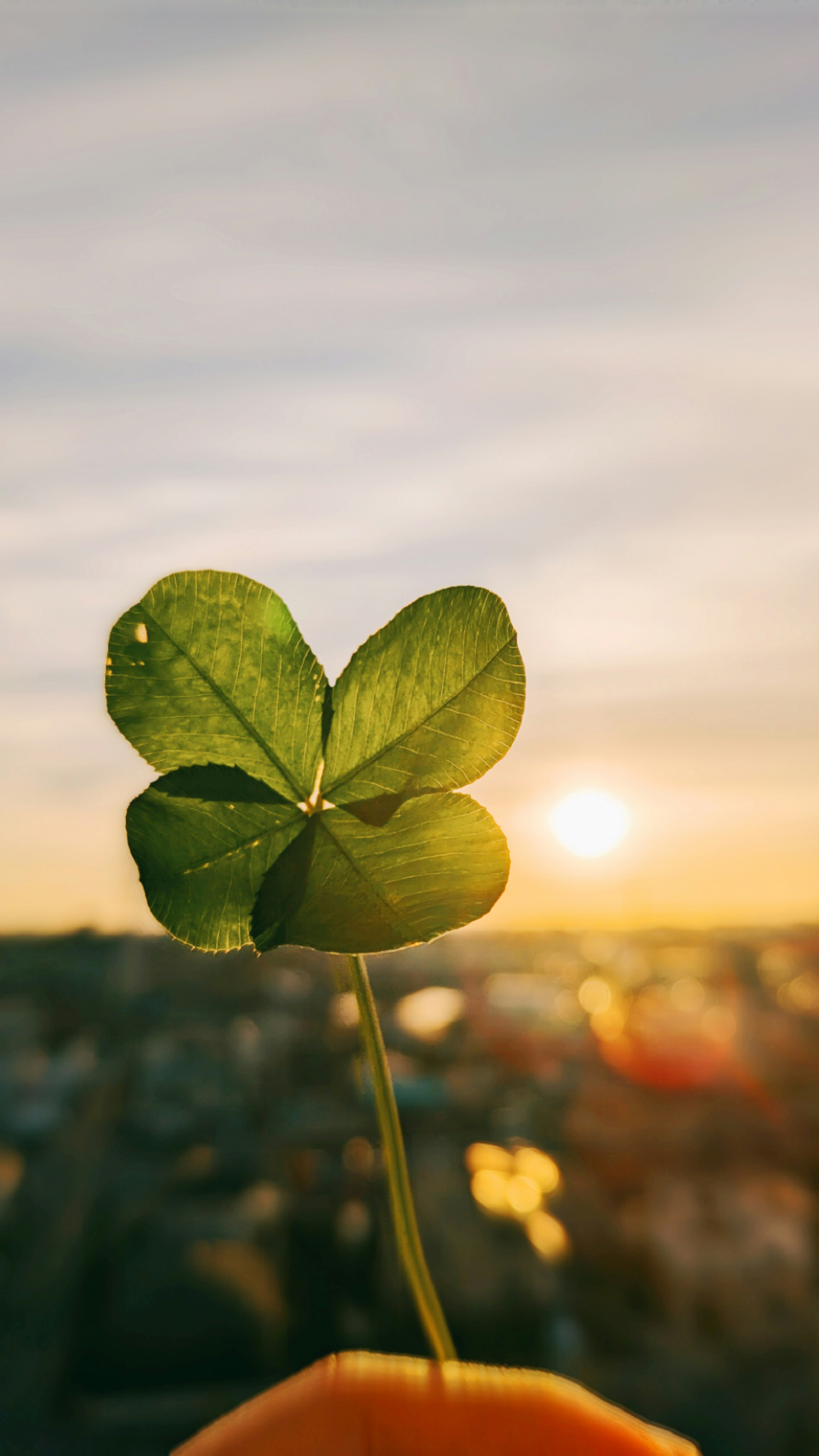 Main tenant un trèfle à quatre feuilles avec un coucher de soleil en arrière-plan