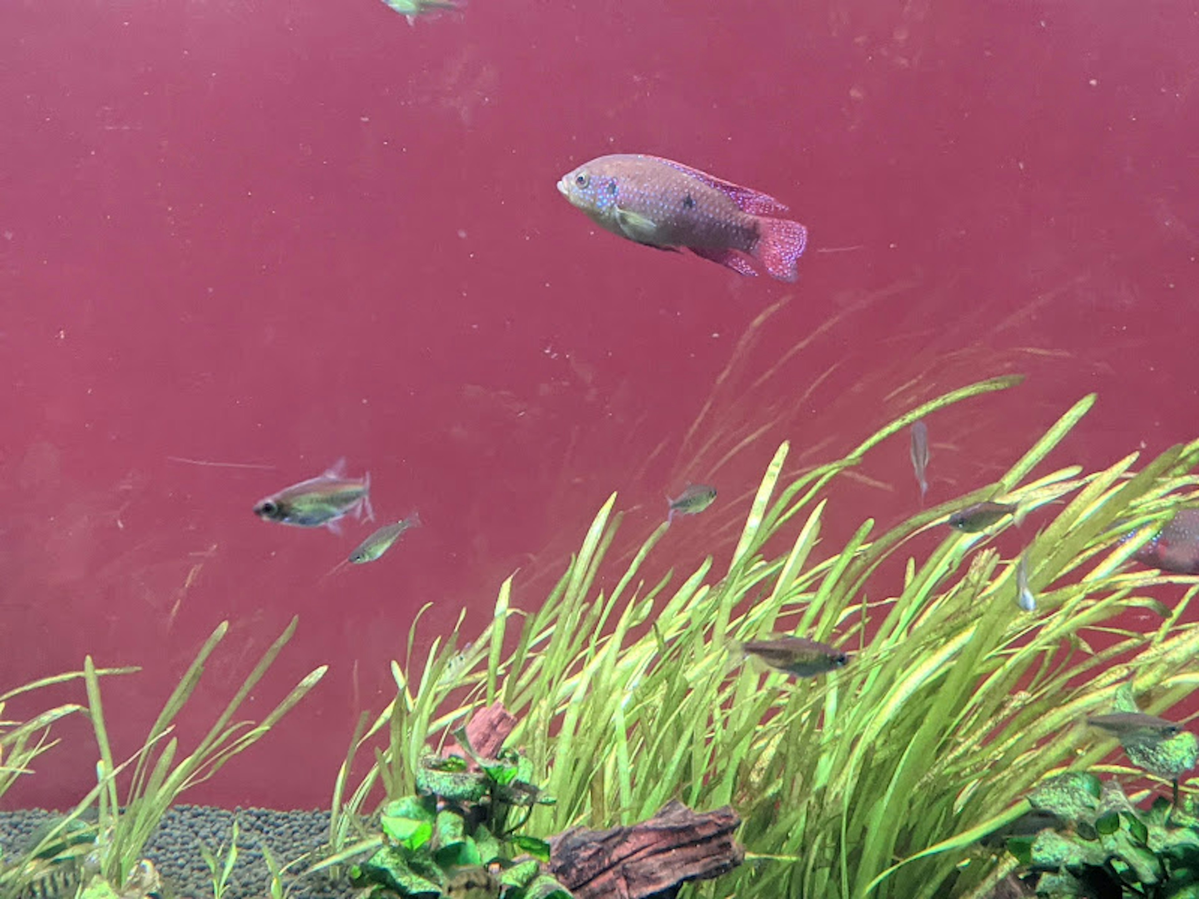 Poissons colorés nageant dans un aquarium avec un fond rouge et des plantes aquatiques